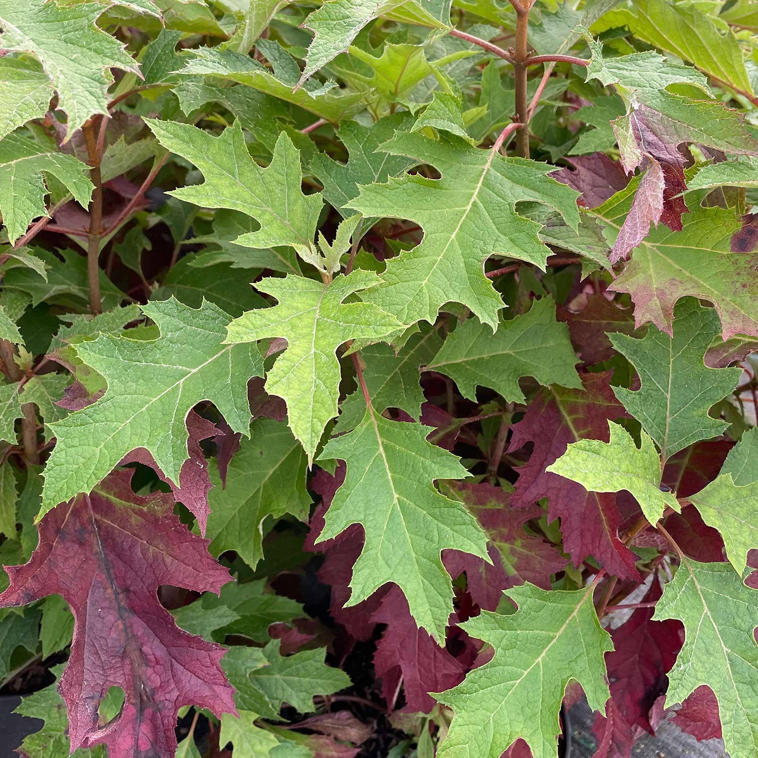 Kategorie <b>Blütensträucher und Ziergehölze </b> - Eichenblatt-Hortensie 'Ice Crystal®' C3 30 - 40 cm Liefergröße: 30 - 40 cm - Hydrangea quercifolia 'Ice Crystal®'