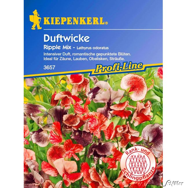 Duftwicken 'Ripple Mix' Lathyrus odoratus Lieferform: Portionssaatgut