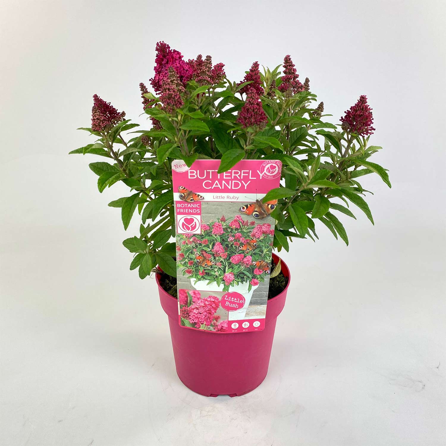Zwerg-Schmetterlingsflieder 'Butterfly Candy® Little Ruby', 3 Liter Lieferform: Im 3 Liter Topf