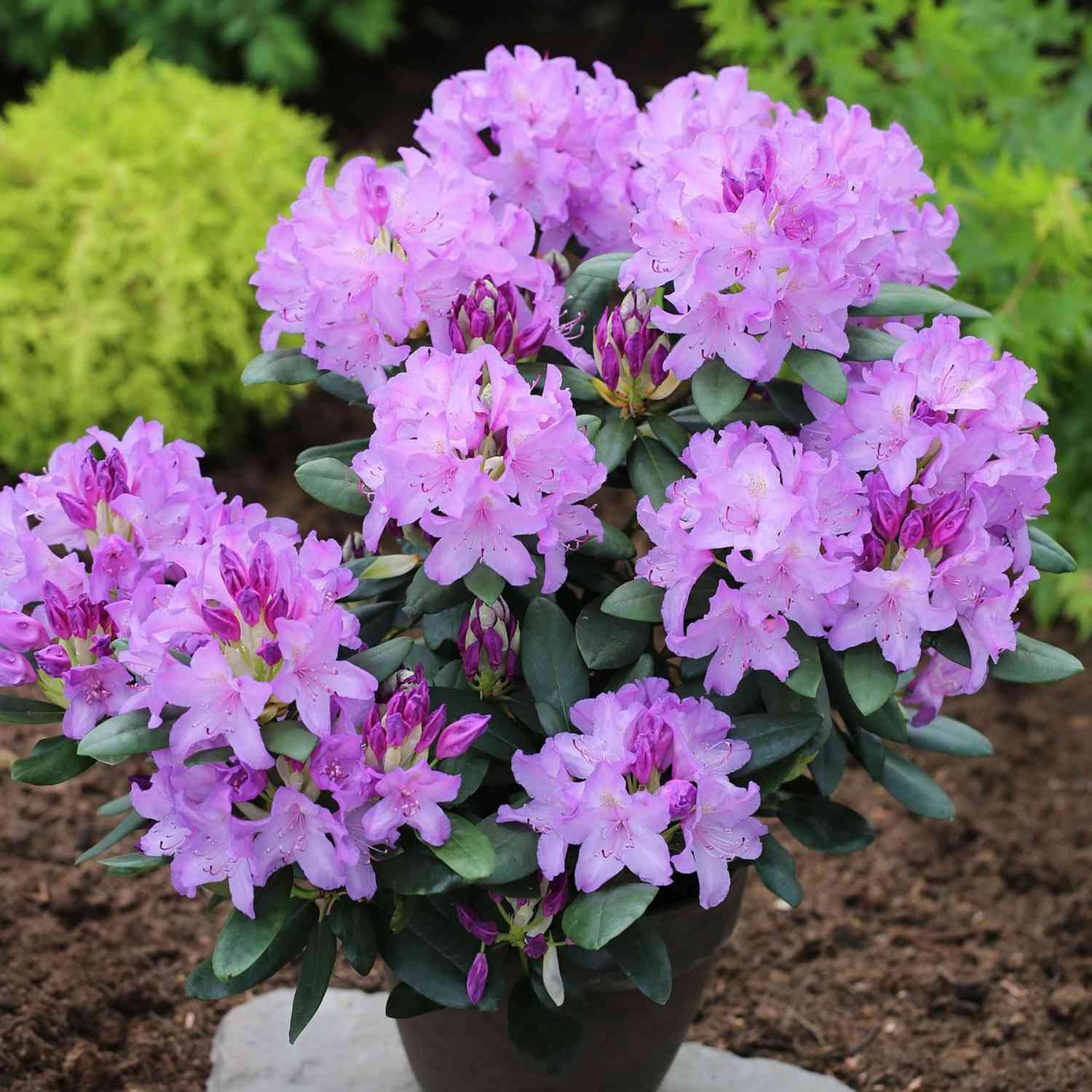 Rhododendron 'Catawbiense Grandiflora'