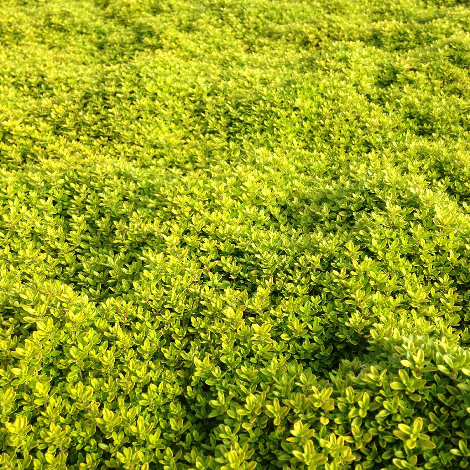 Gelber Zitronenthymian - Goldthymian Lieferform: Im 9 cm Topf