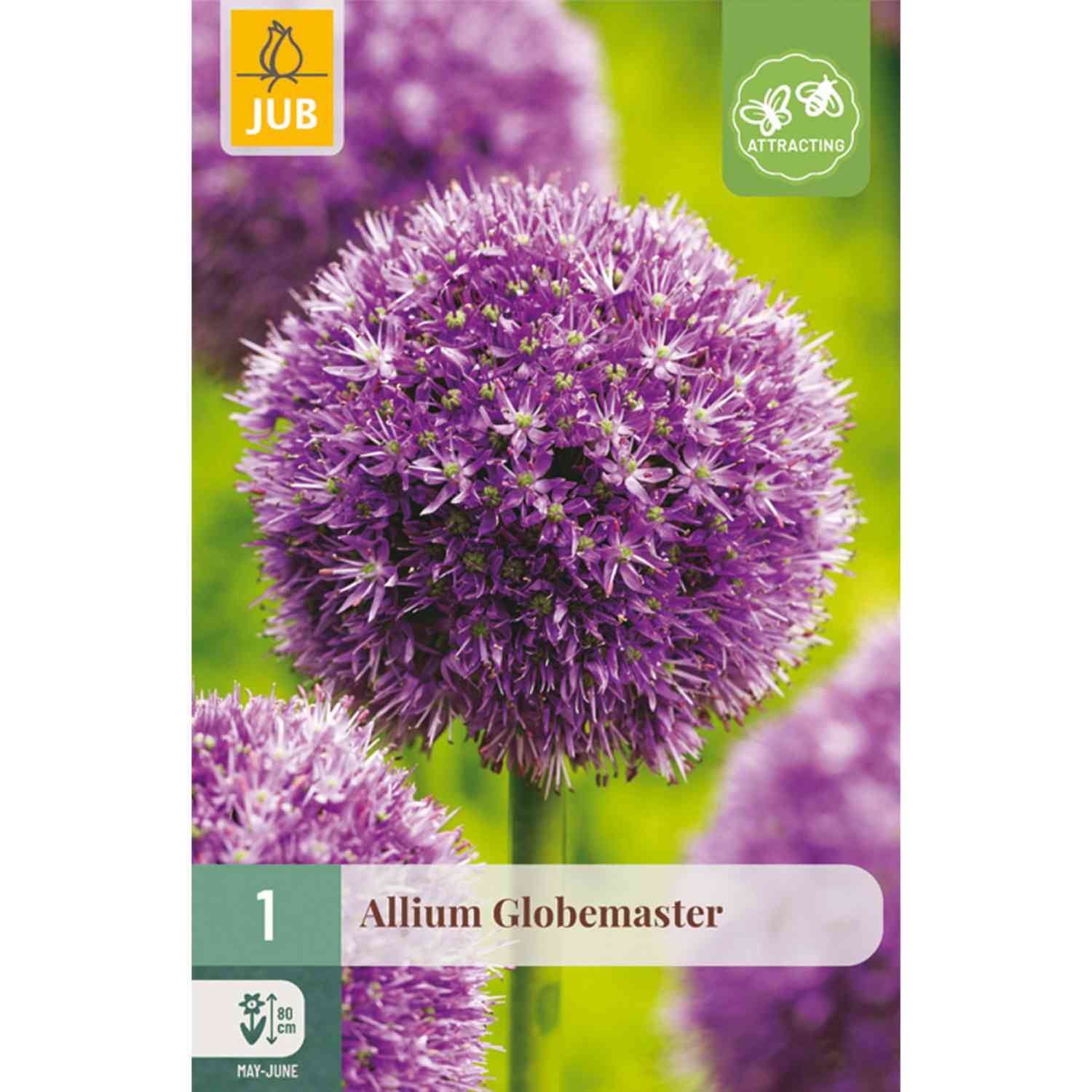 Allium 'Globemaster' - 1 Stück