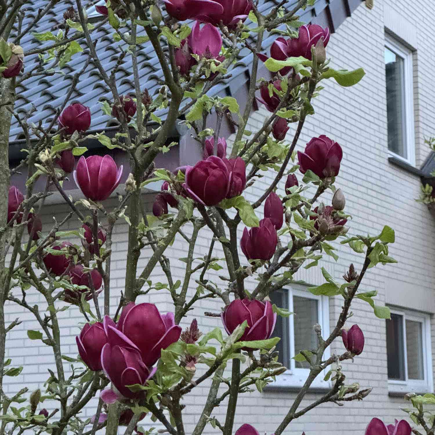 Magnolie 'Genie®'