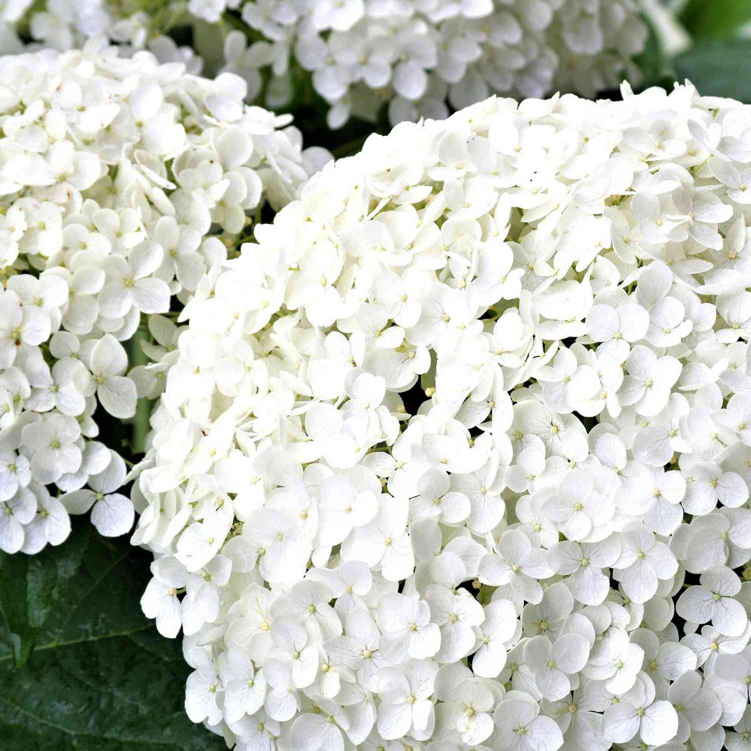 Ballhortensie 'Annabelle' Ballhortensie 'Annabelle'