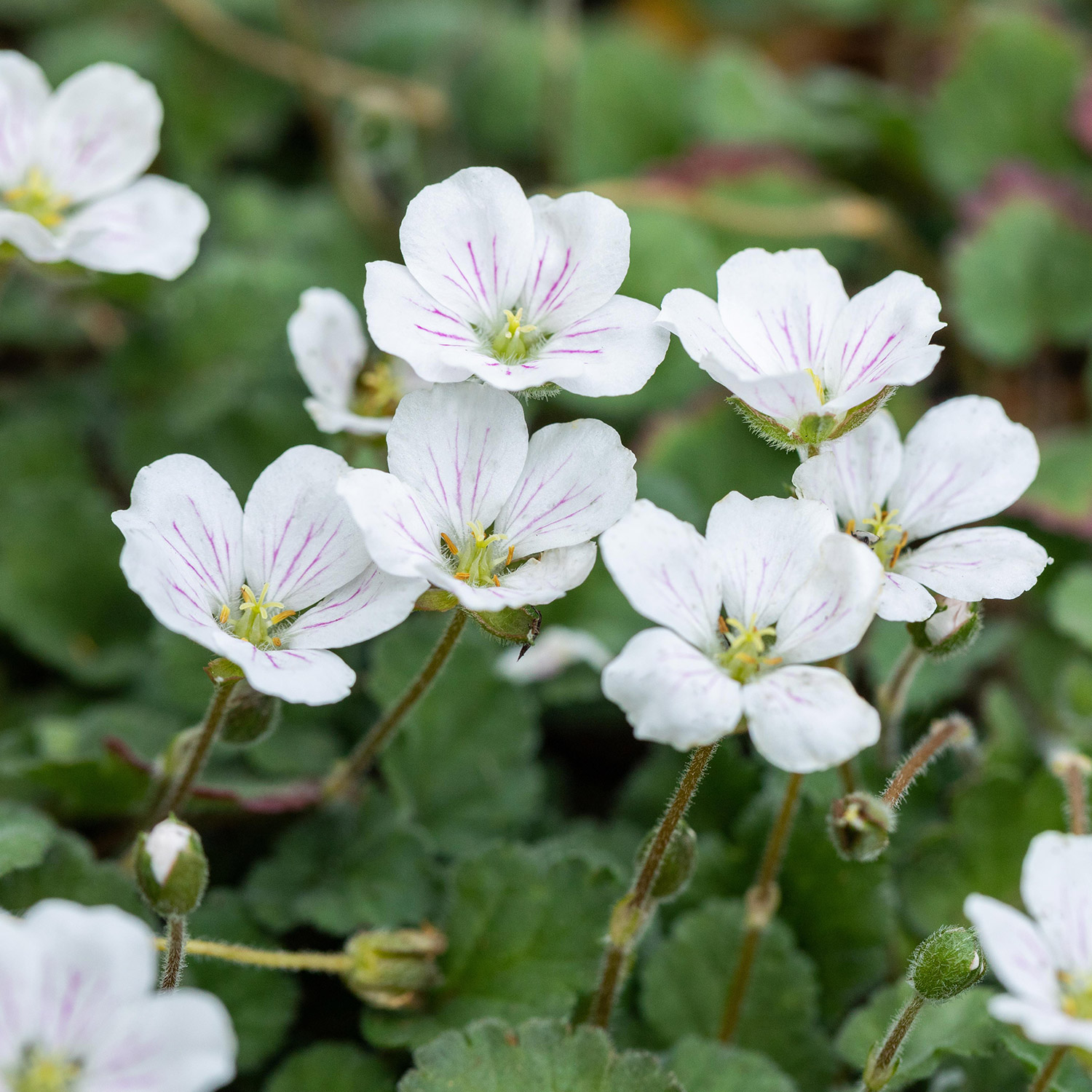 Reiherschnabel 'Album' Lieferform: Im 9 cm Topf