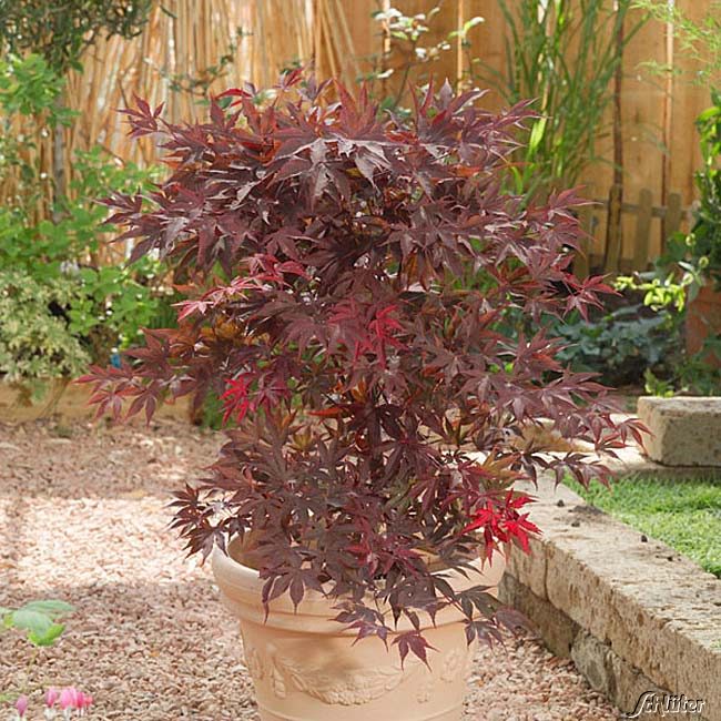 Kategorie <b>Produkt ohne Kategoriezuordnung </b> - Rotblättriger Fächerahorn 'Bloodgood' 20 Liter Container, 100-125 cm Liefergröße: 100 - 125 cm - Acer palmatum 'Bloodgood'
