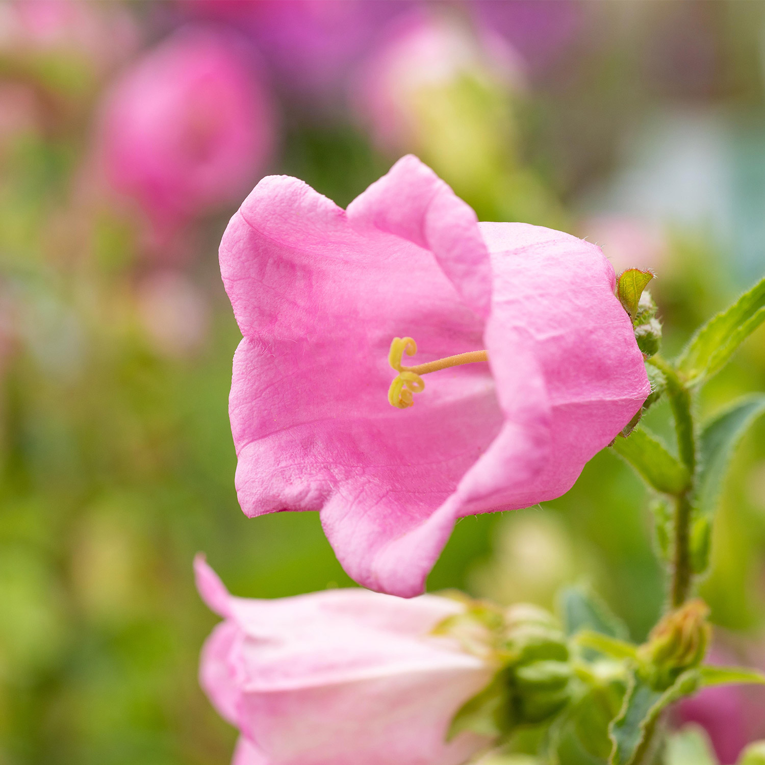Marien-Glockenblume 'Rosa' - 3 Stück Lieferform: Im 9 cm Topf