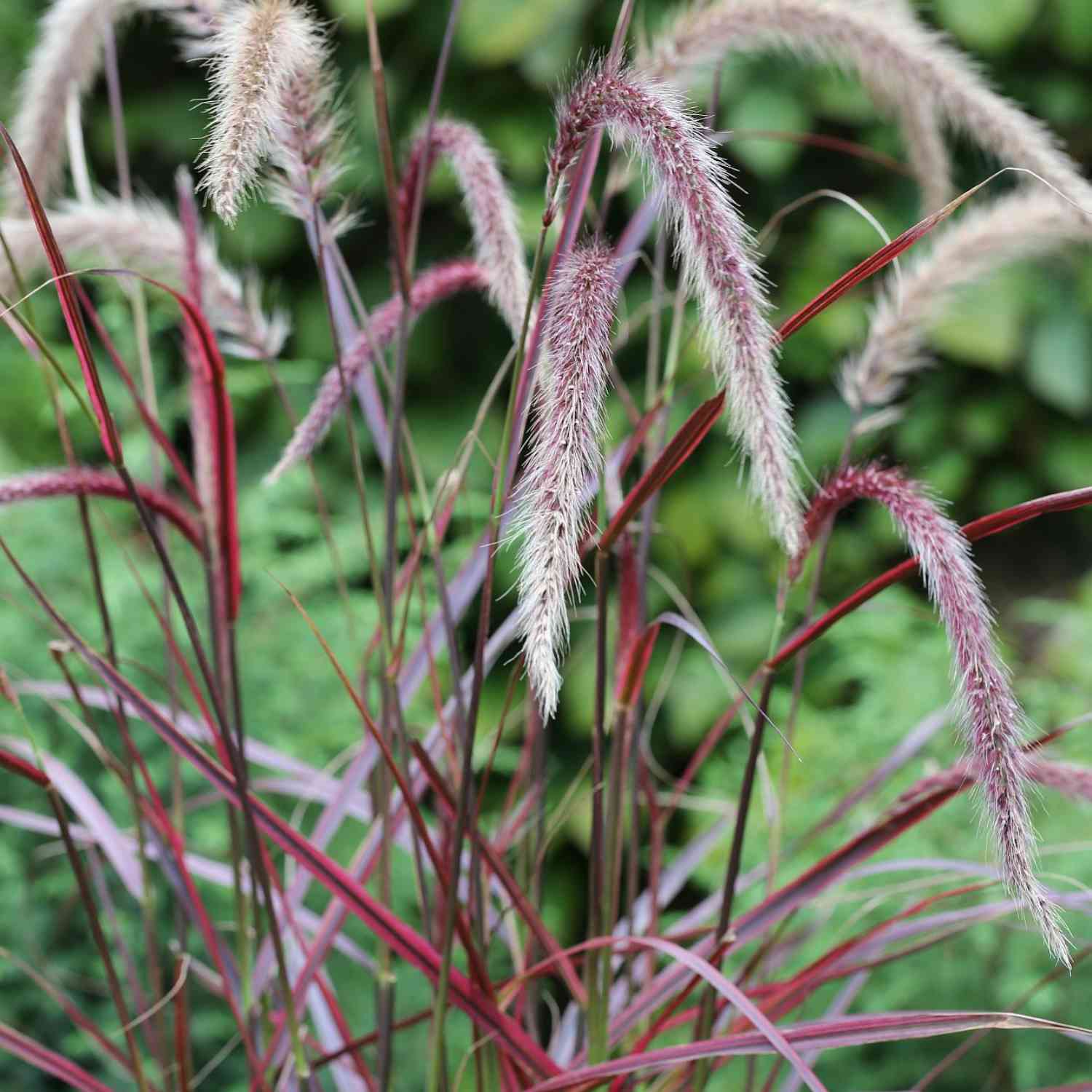 Lampenputzergras 'Fireworks'