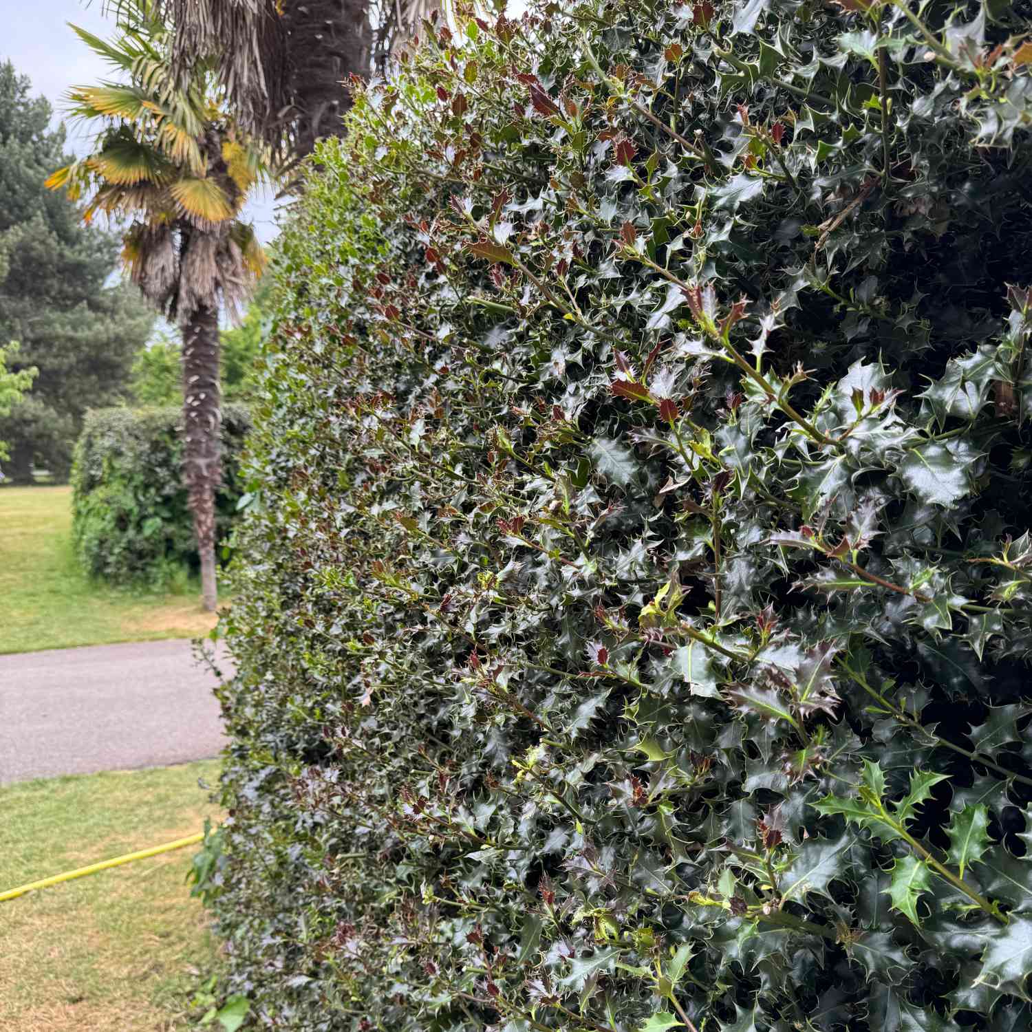 Stechpalme - Ilex 'Heckenstar' Stechpalme - Ilex 'Heckenstar'