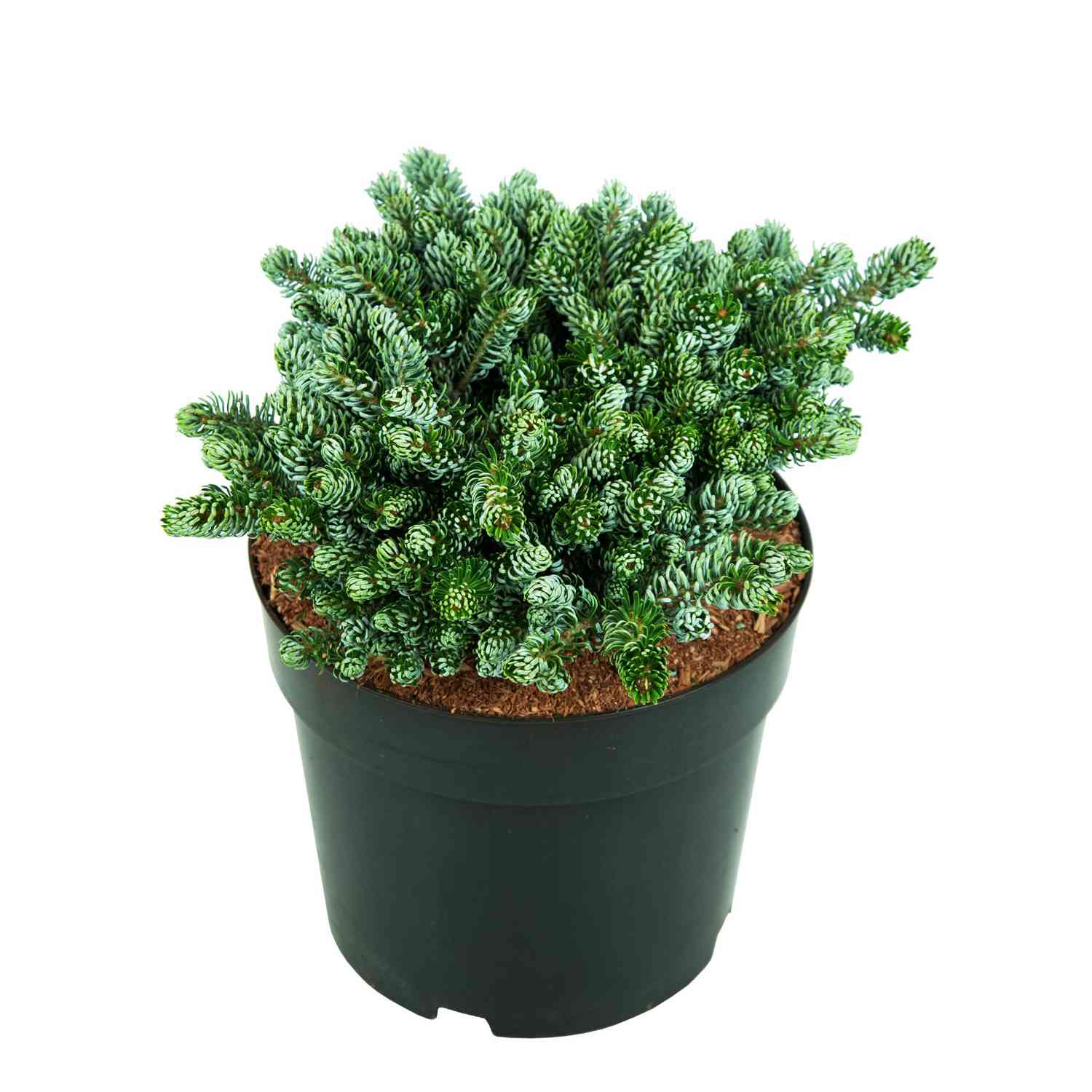 Eissilberne Zwerg-Lockentanne 'Kohout's Icebreaker®' -  Koreatanne Eissilberne Zwerg-Lockentanne 'Kohout's Icebreaker®' -  Koreatanne