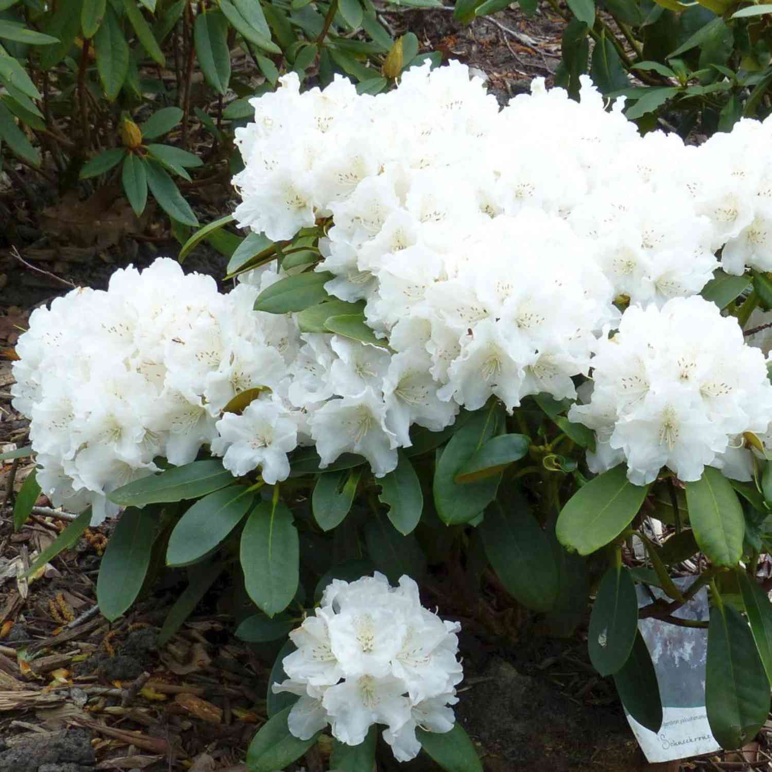 Ball-Rhododendron 'Schneekrone'