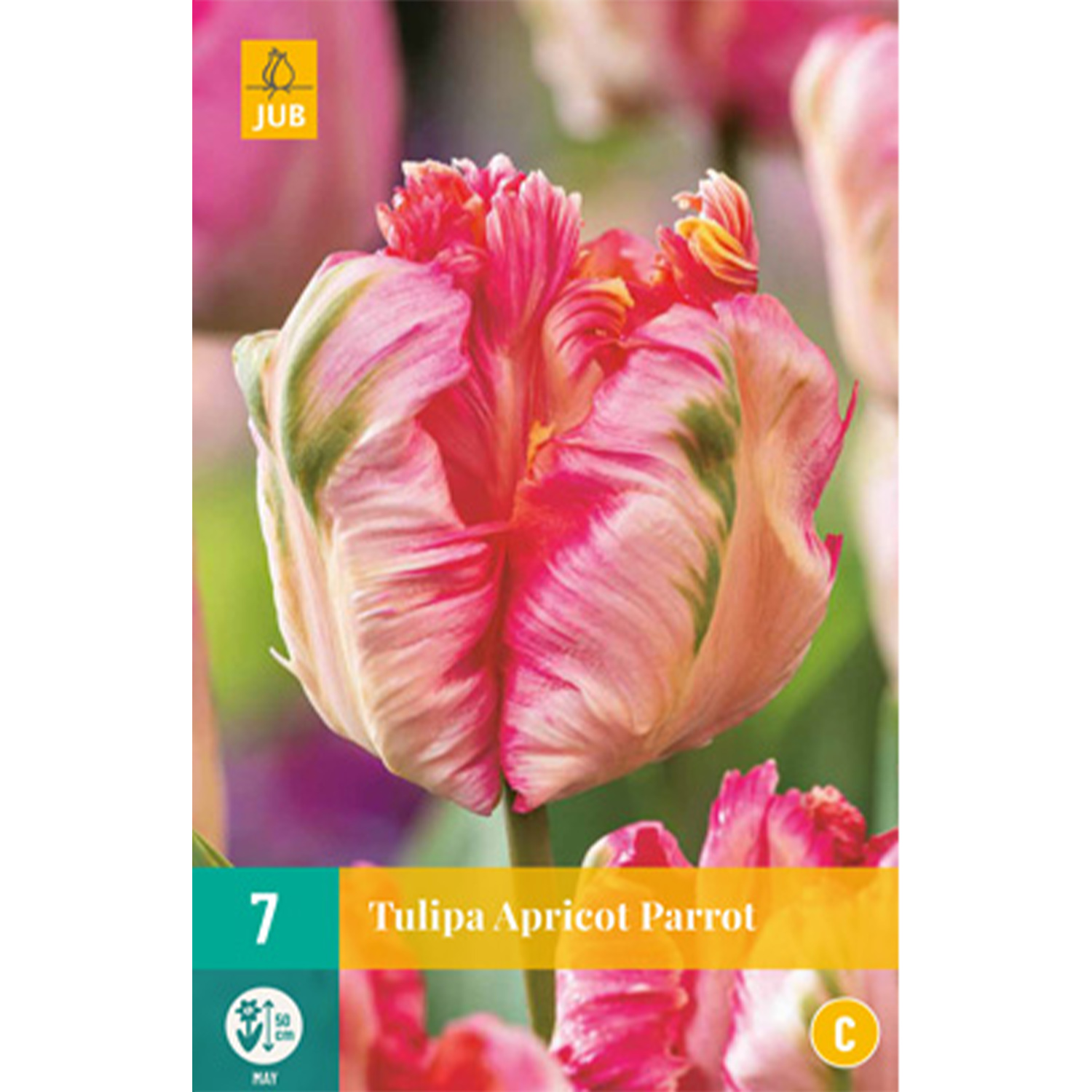 Papageien-Tulpe 'Apricot Parrot' - 7 Stück Liefergröße: Zwiebelgröße 11/12 cm