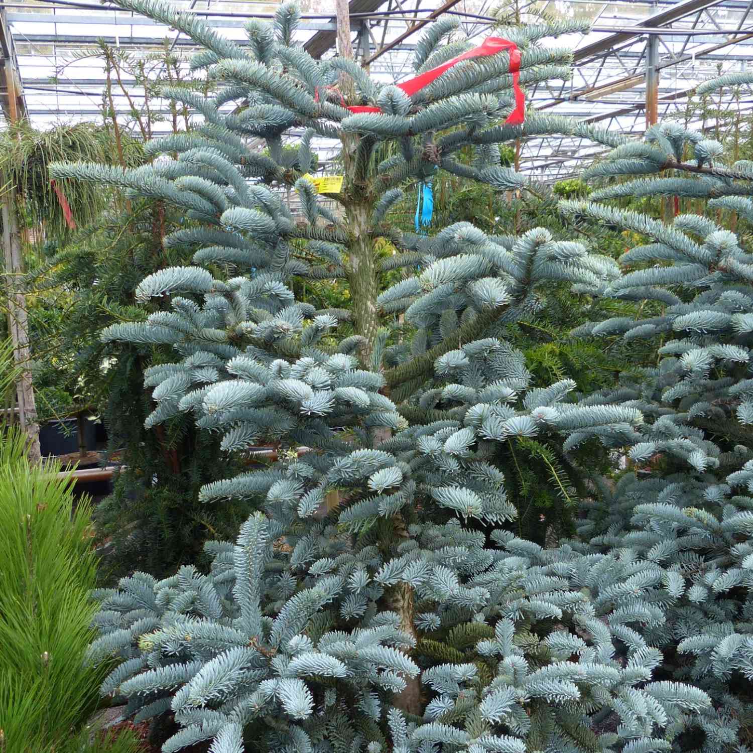 Blaue Edeltanne/Silbertanne 'Glauca'