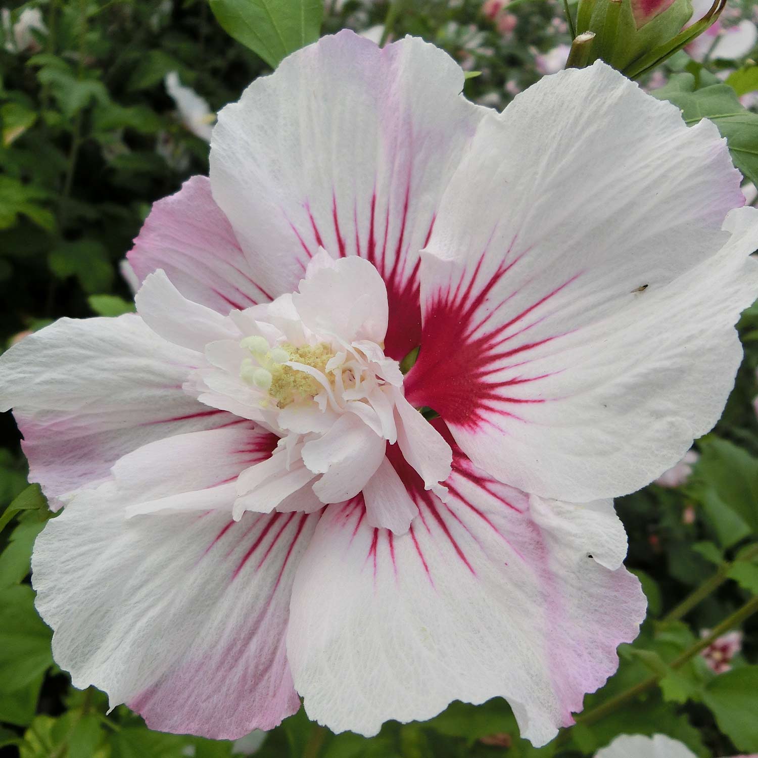 Kategorie <b>Produkt ohne Kategoriezuordnung </b> - Hibiscus 'Pinky Spot®', 3 - 5 Liter, 40-60 cm Liefergröße: 40-60 cm - Hibiscus syriacus 'Pinky Spot®'