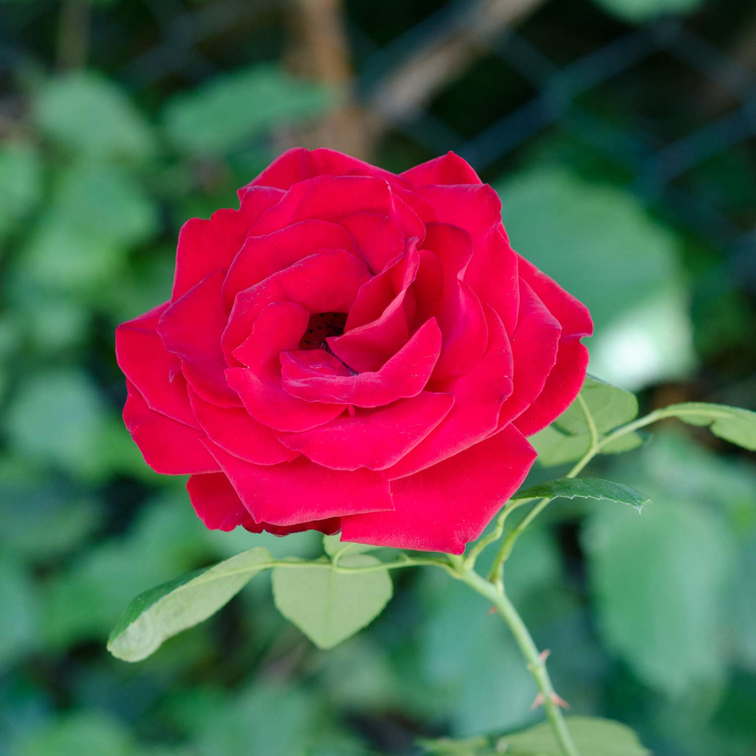 Kategorie <b>Bodendeckerrosen </b> - Bodendeckerrose 'Red the Fairy' Lieferform: Im 1,5 Liter Topf - Rosa 'Red The Fairy®'