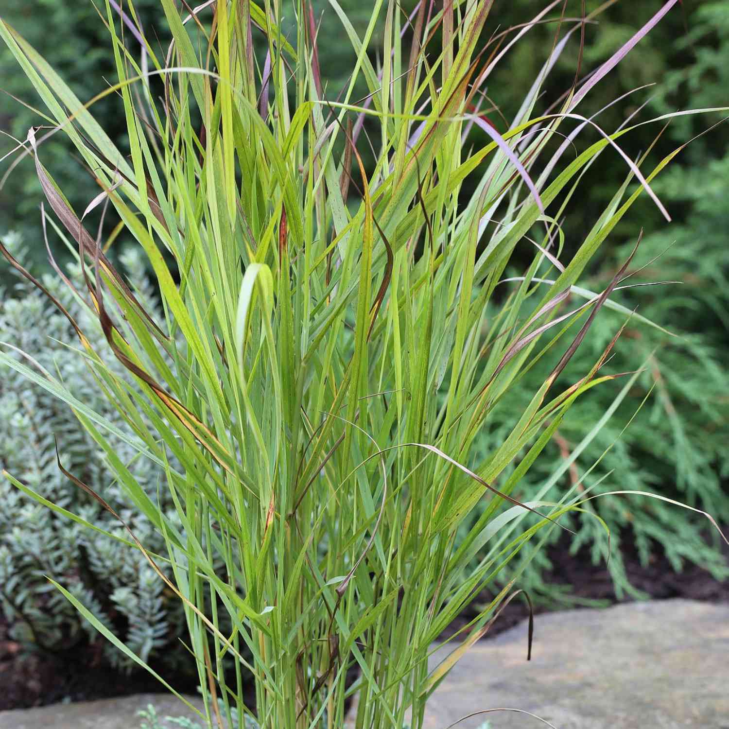 Garten-Ruten-Hirse 'Hänse Herms'