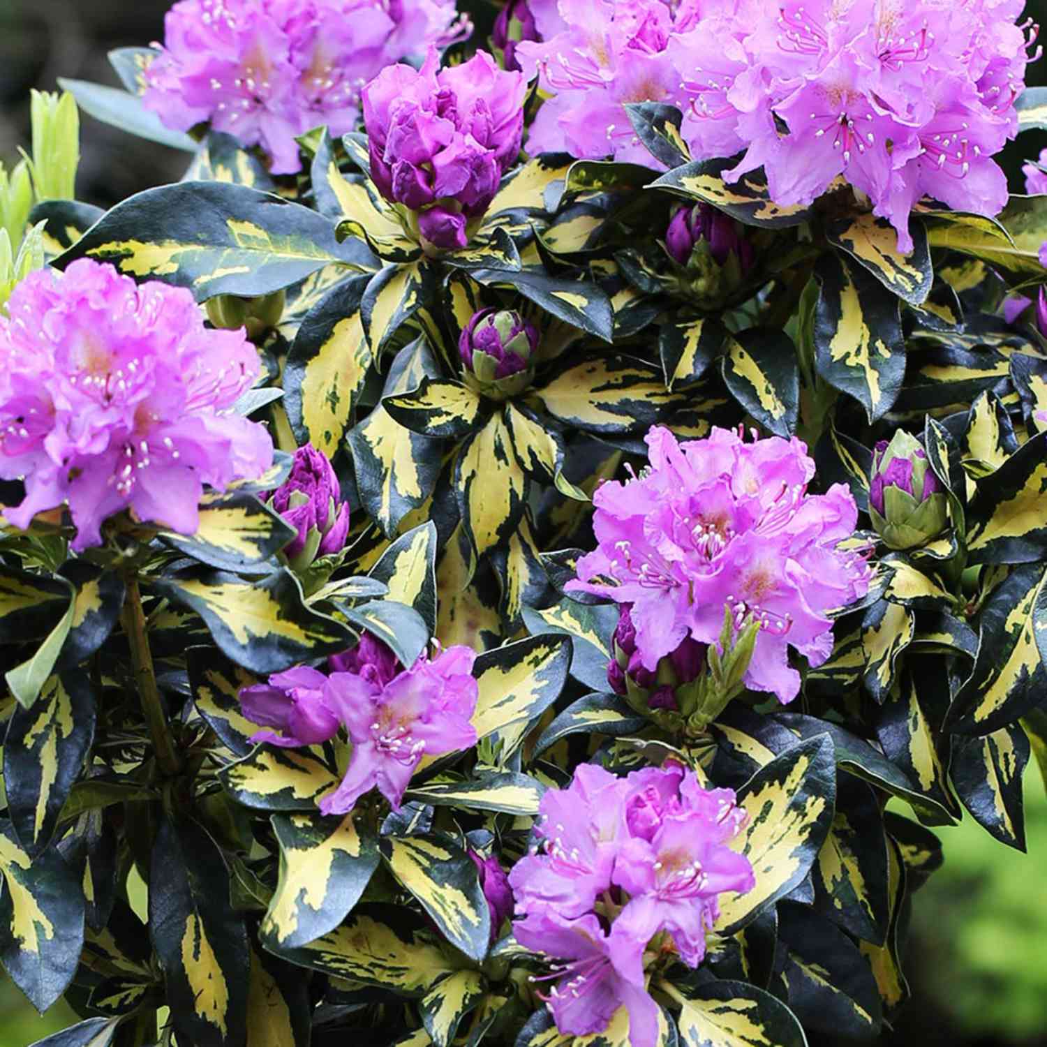 Rhododendron 'Blattgold'