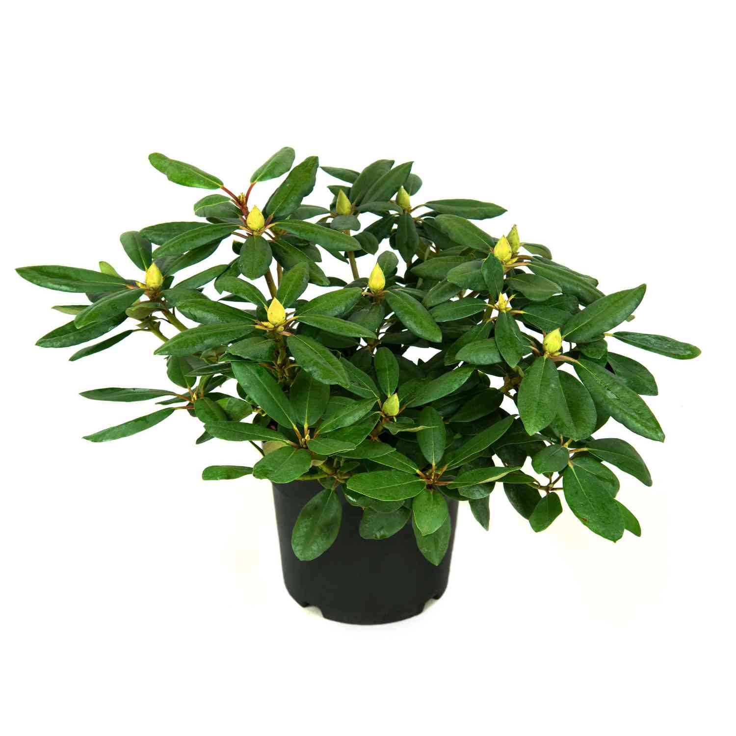 Rhododendron 'Catawbiense Grandiflora'