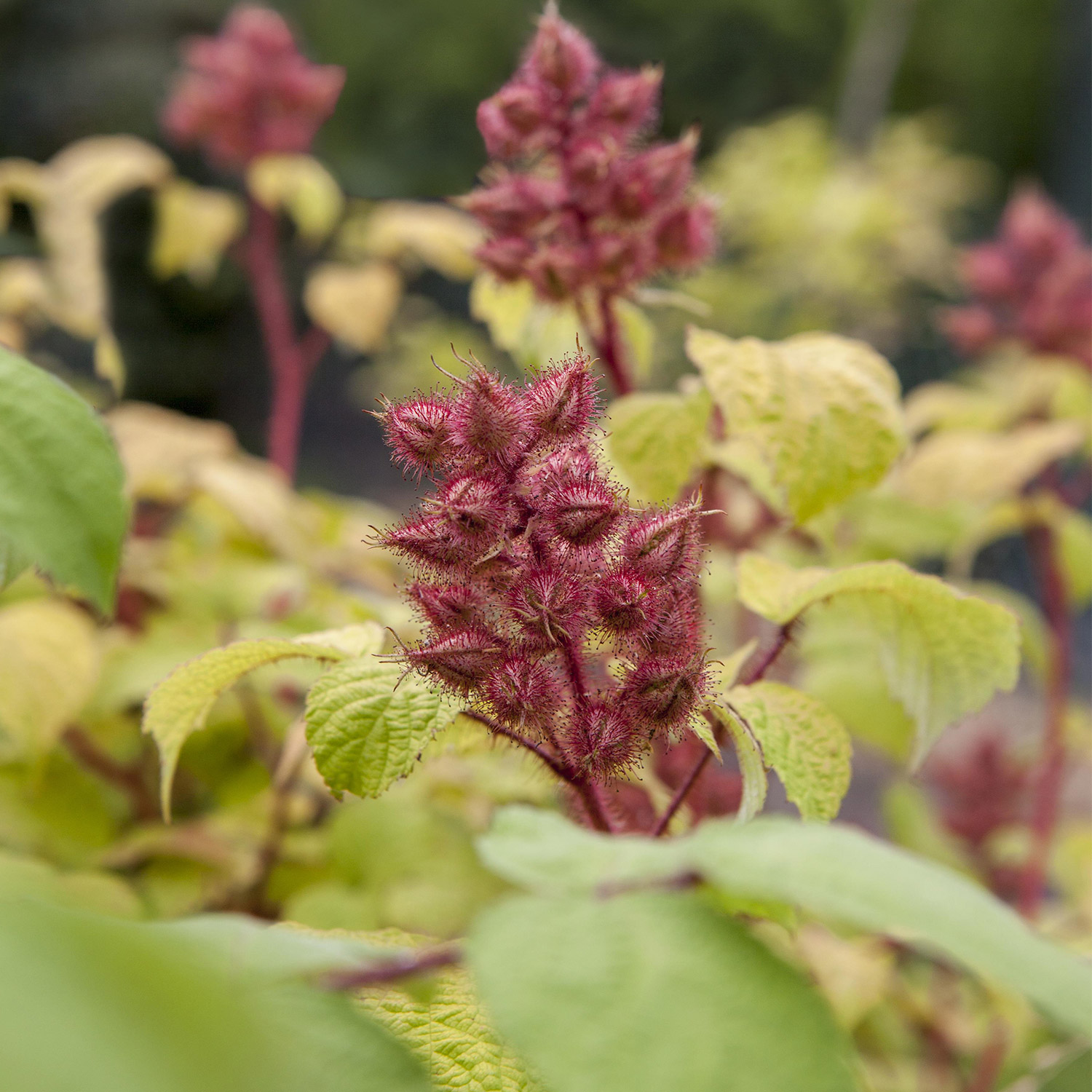 Kategorie <b>Beeren </b> - Japanische Weinbeere / Rotborstige Himbeere Liefergröße: 30 - 40 cm - Rubus phoenicolasius