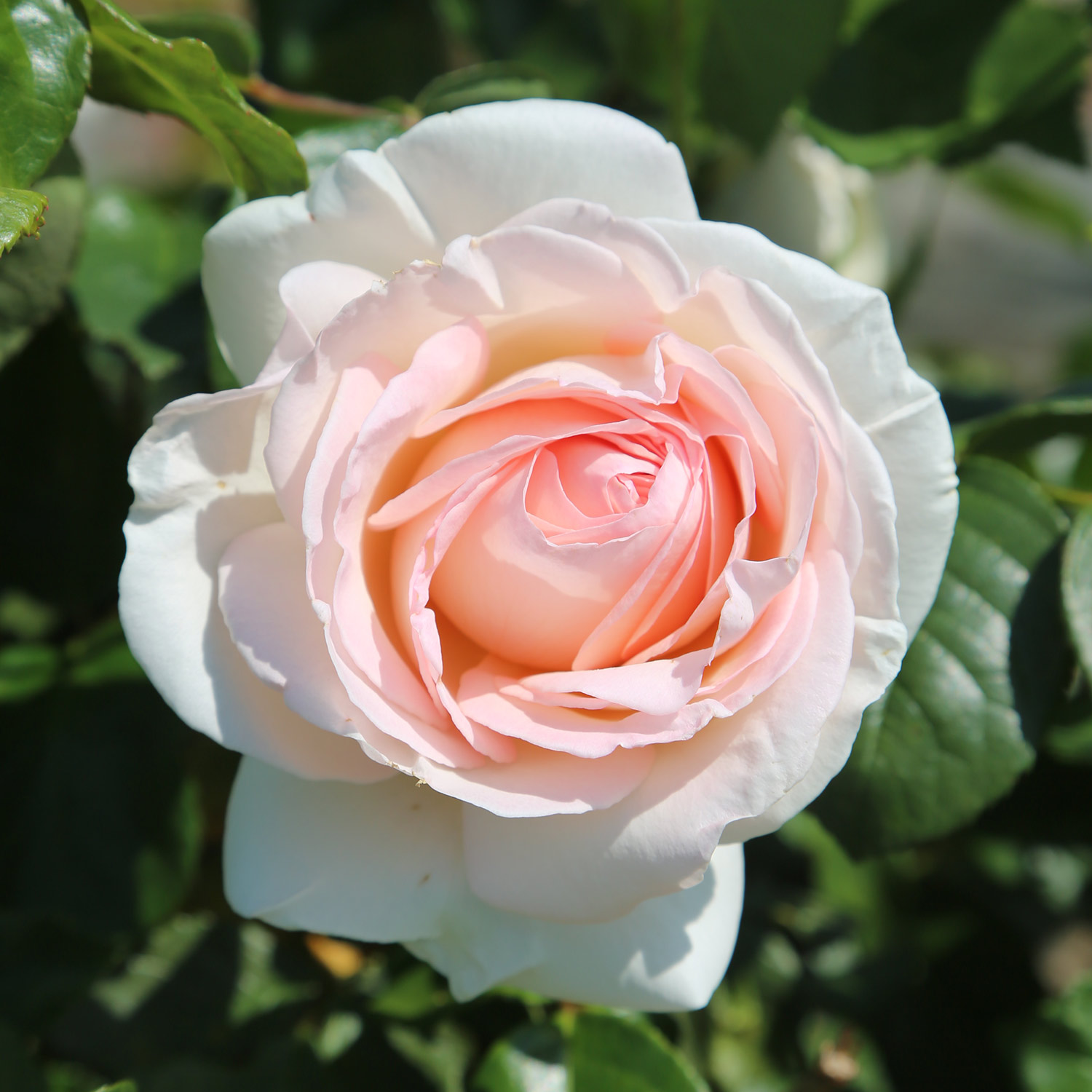 Edelrose 'Meilland® Schloss Ippenburg', 5 Liter, A-Qualität, 3 starke Triebe Liefergröße: drei starke Triebe