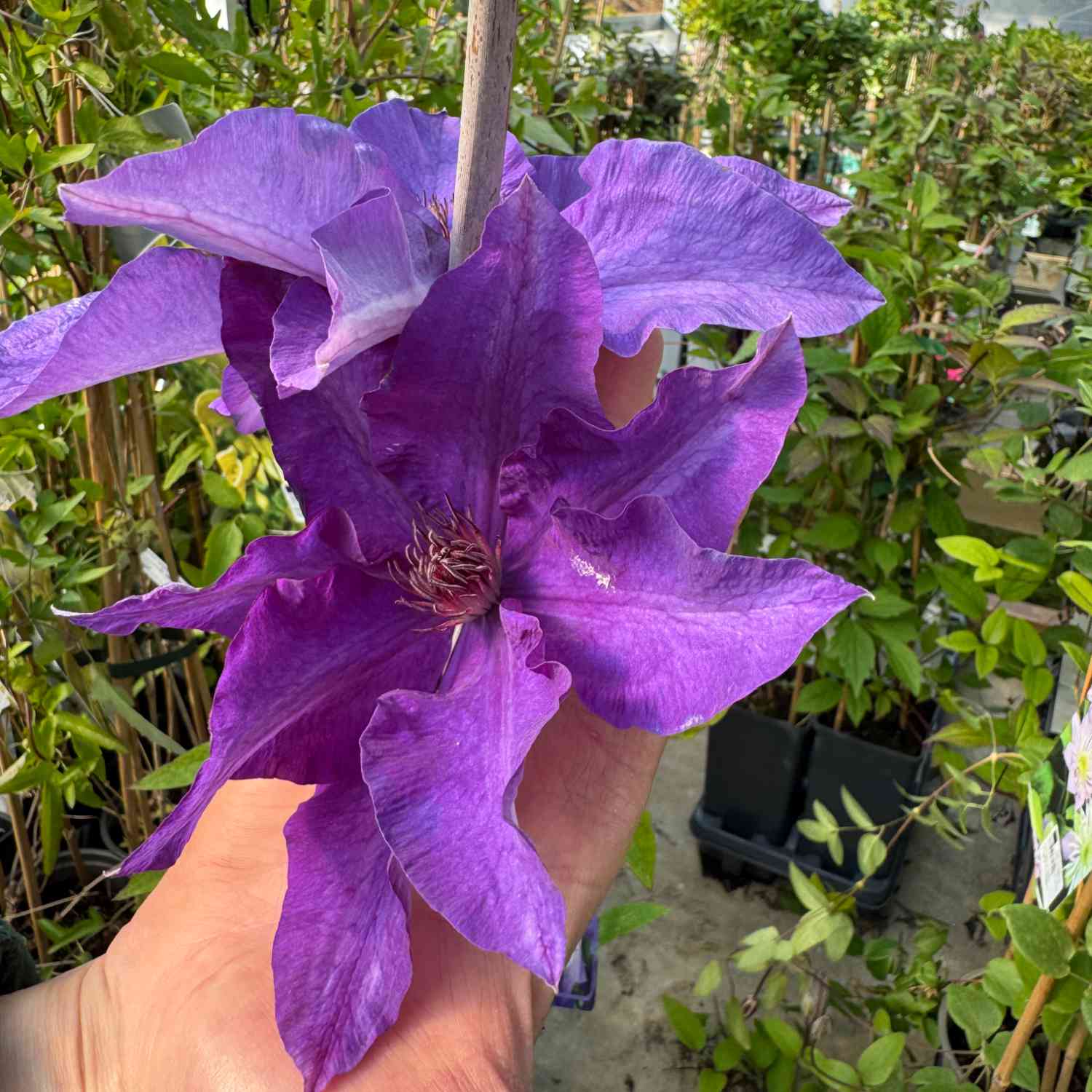 Clematis 'The President'