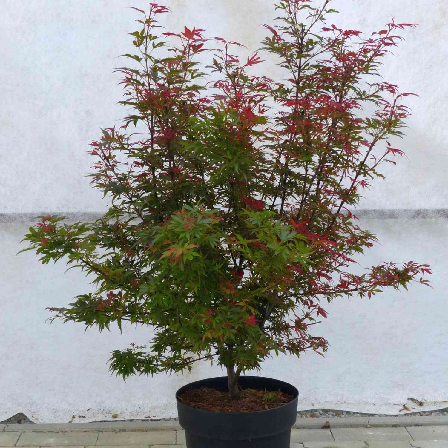Roter Zwergahorn 'Shaina'