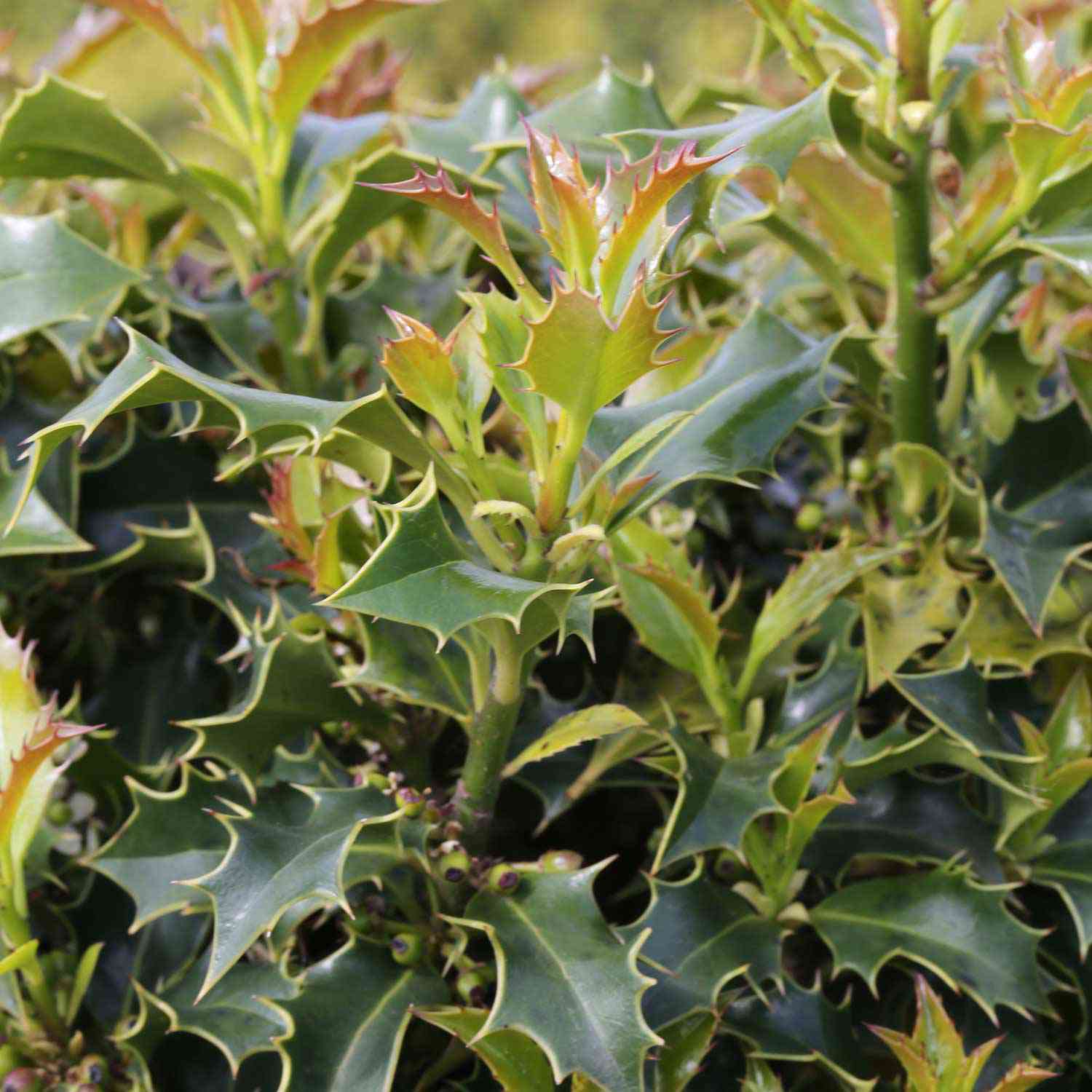 Stechpalme 'Alaska' Stechpalme 'Alaska'