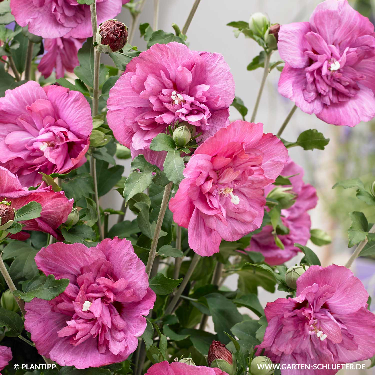 Kategorie <b>Blütensträucher und Ziergehölze </b> - Garteneibisch 'Magenta Chiffon®', 3 - 5Liter, 30 - 40 cm Liefergröße: 30 - 40 cm - Hibiscus syriacus 'Magenta Chiffon®'