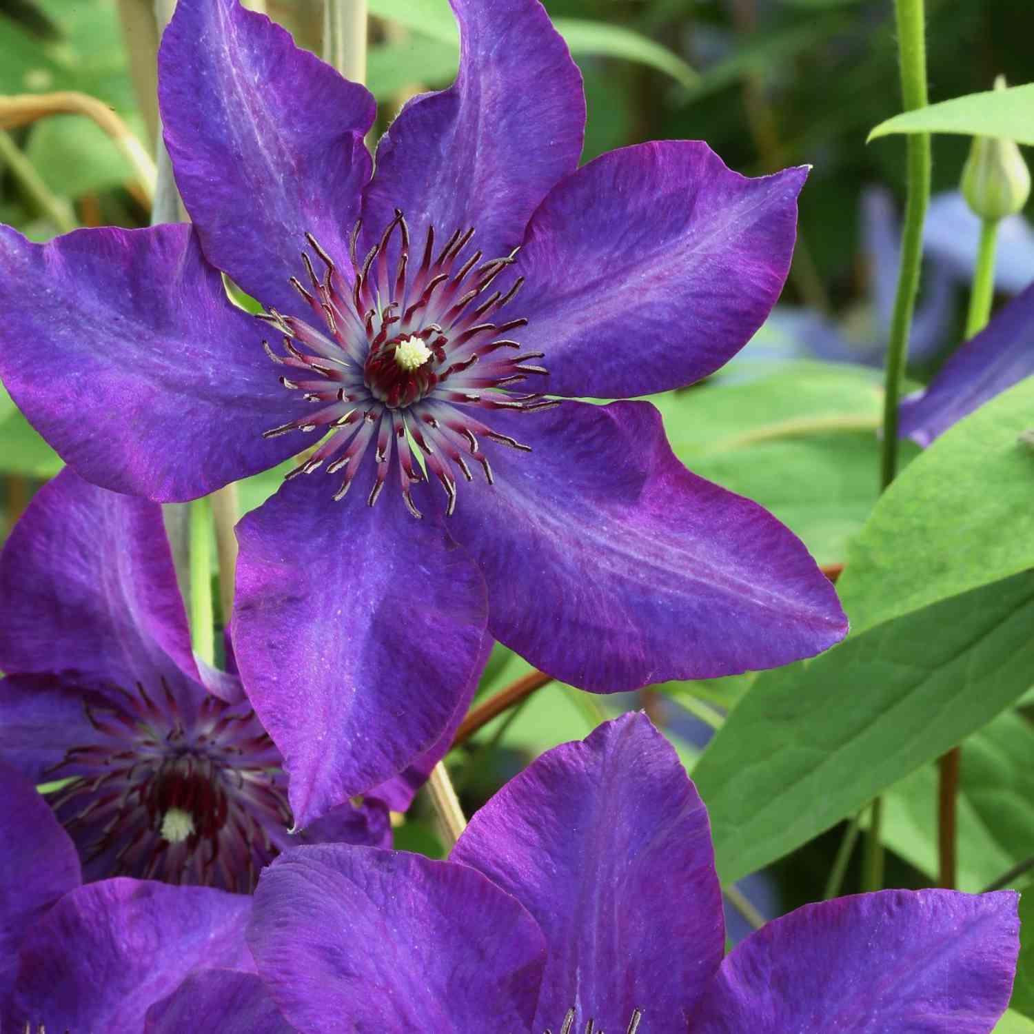 Clematis 'The President'