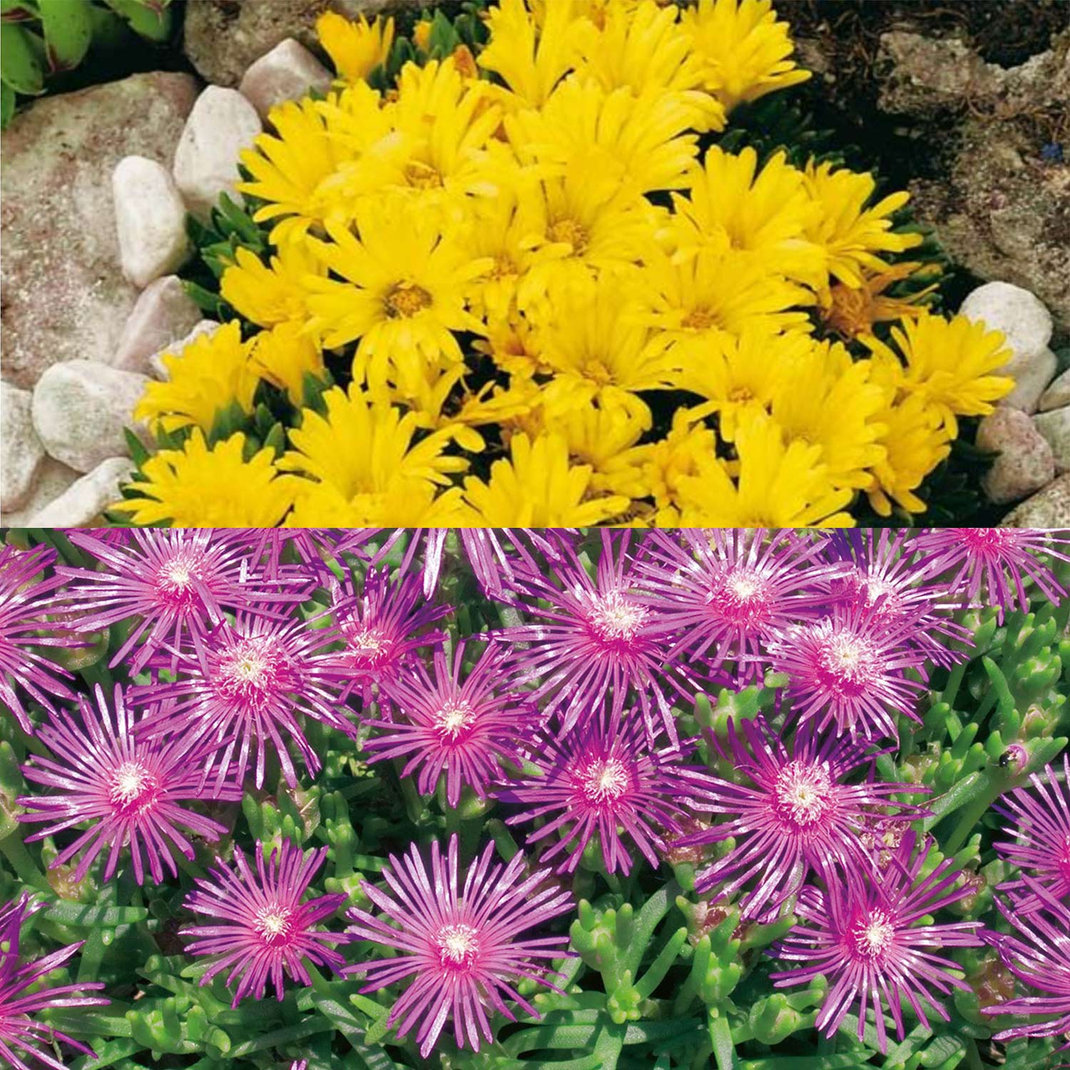 Kategorie <b>Stauden </b> - Mittagsblumen-Kollektion - 6 Stück Liefergröße: , 6 Stück - Delosperma