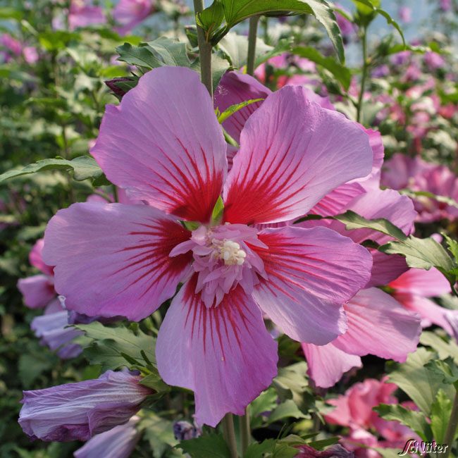 Kategorie <b>Blütensträucher und Ziergehölze </b> - Garteneibisch 'Maike' - Hibiskus 60/80 Liefergröße: 60 - 80 cm - Hibiscus syriacus 'Maike'