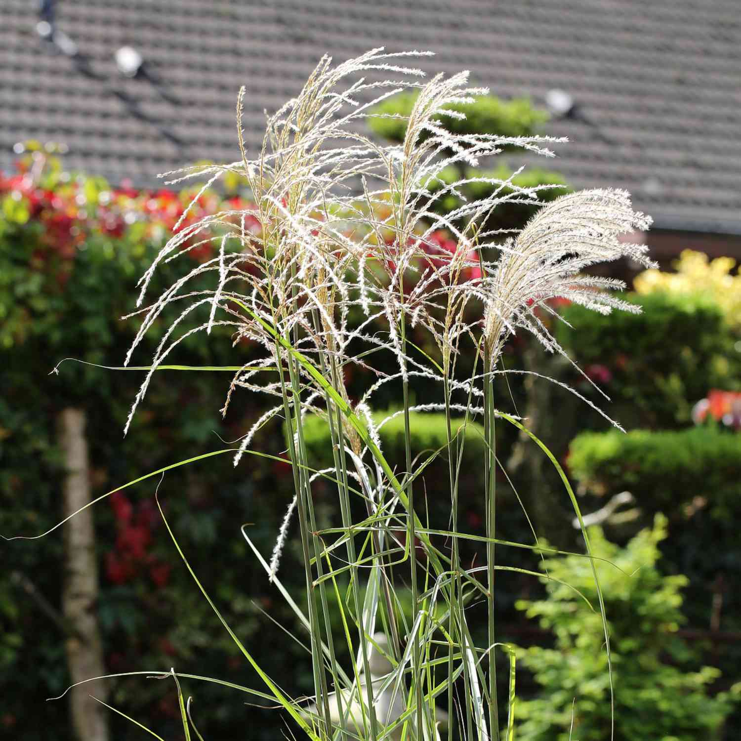 Chinaschilf 'Graziella' Chinaschilf 'Graziella'