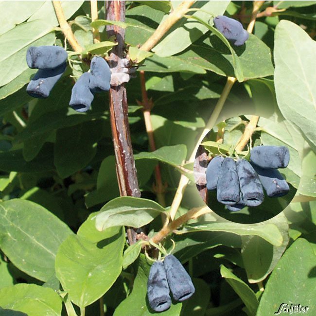 Sibirische Blaubeere 'Blue Velvet' 3 Liter Container, 30-40 cm Liefergröße: 30-40 cm
