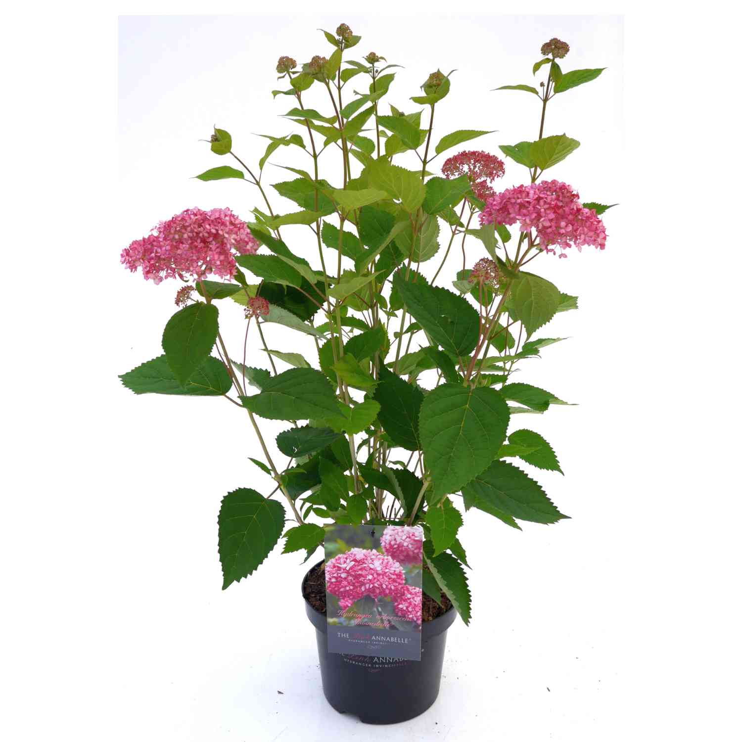 Ballhortensie 'Pink Annabelle'® 'Invincibelle Spirit'®