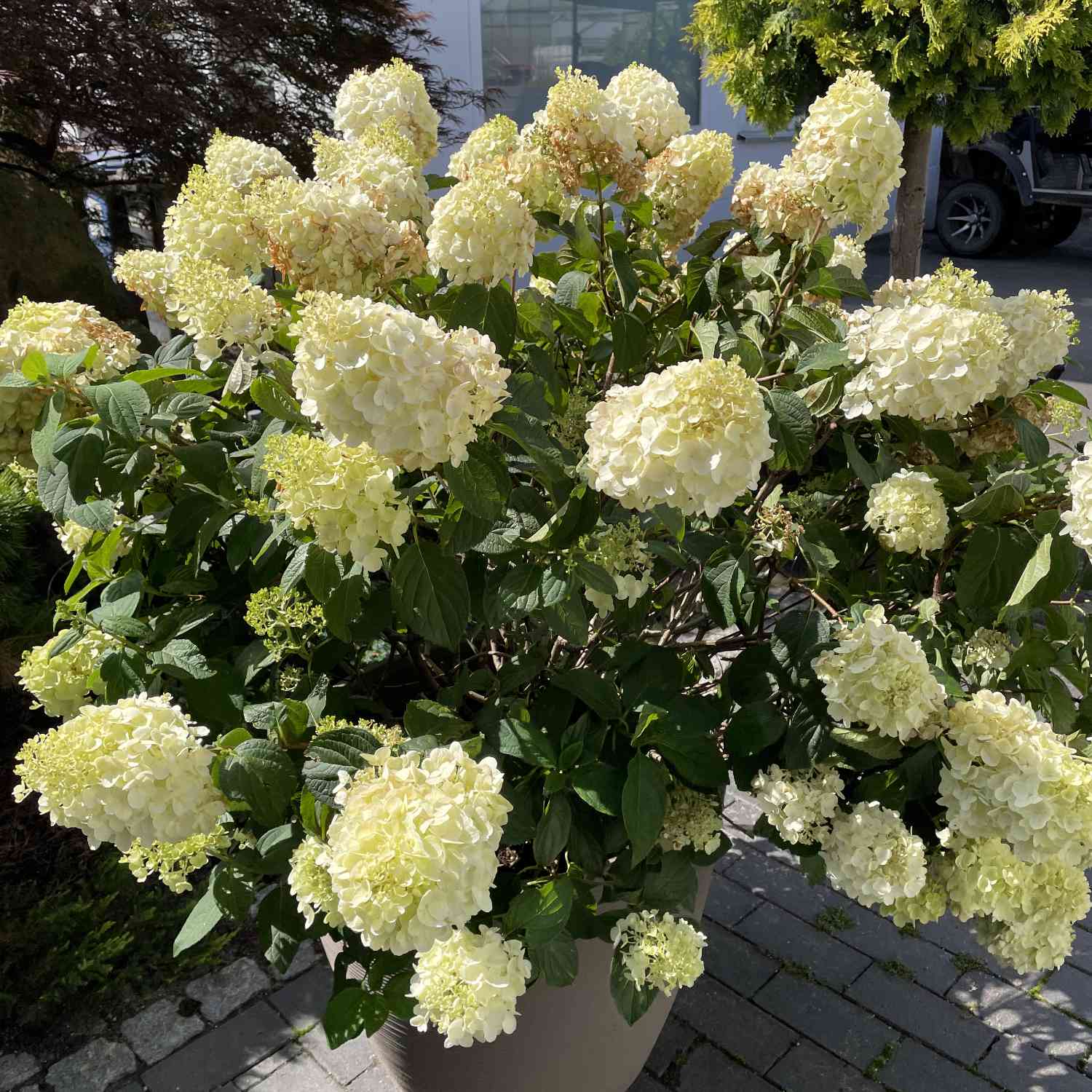 Rispenhortensie Gardenlights® 'Whitelight' Liefergröße: 60 - 80 cm
