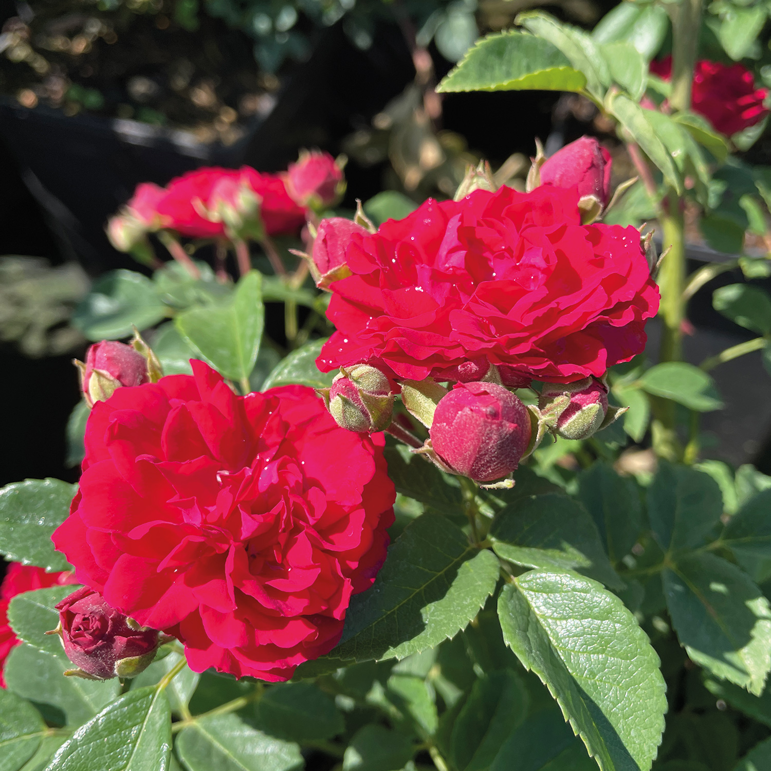 Beetrose 'Matchis®' Beetrose 'Matchis®'