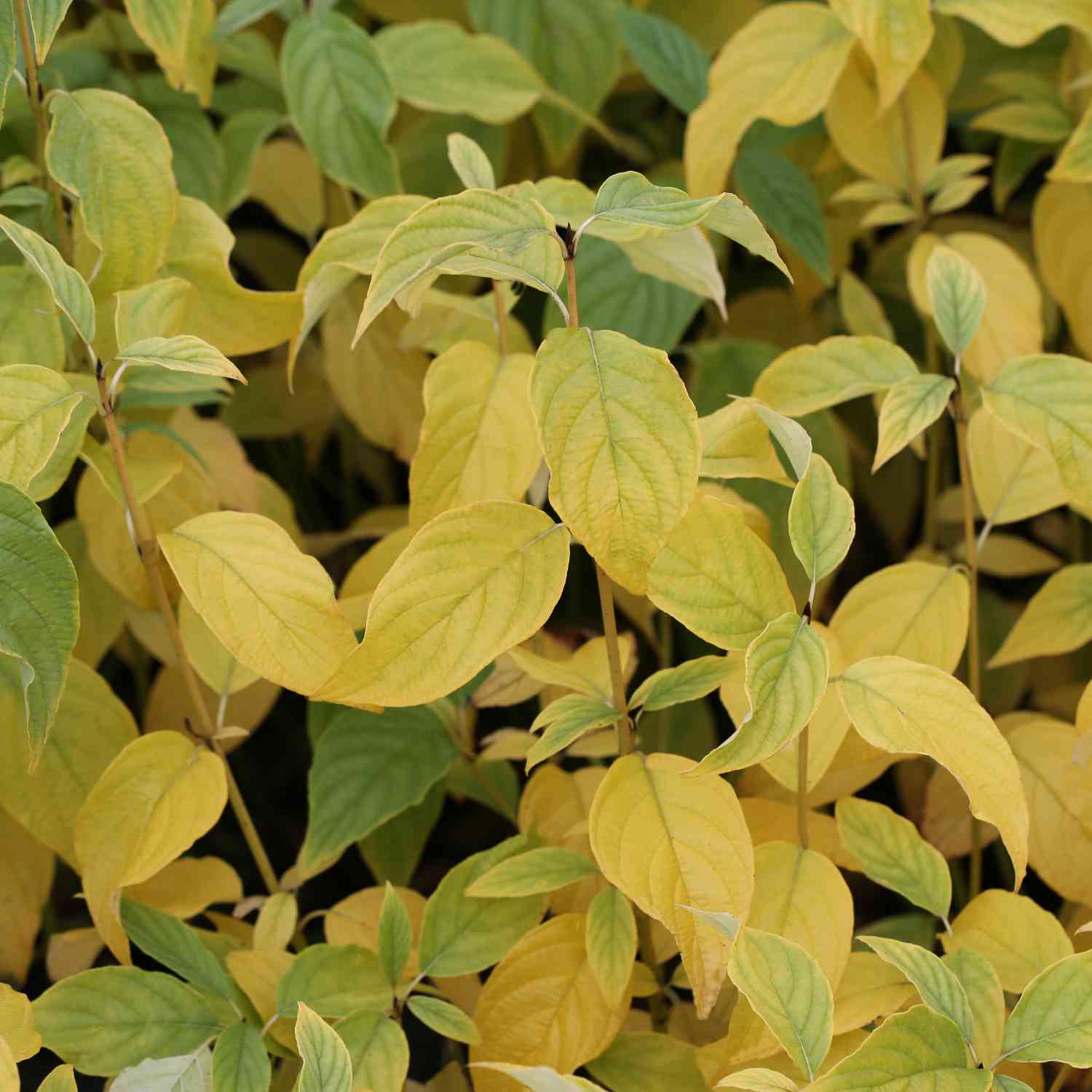 Gelbholz Hartriegel 'Flaviramea'