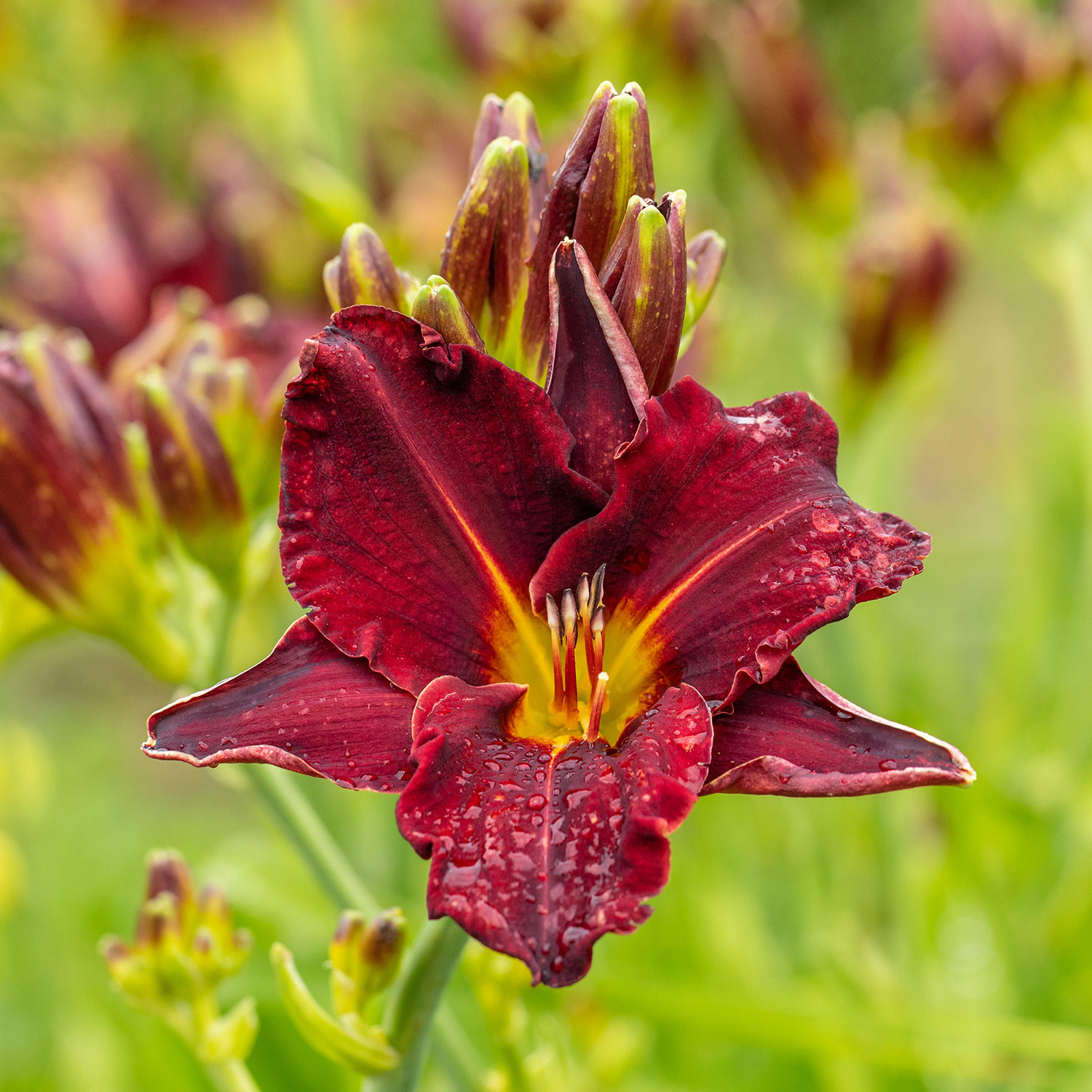 Stauden - Großblumige Taglilie 'American Revolution' Lieferform: Im 10,5 cm Topf - Hemerocallis x cultorum 'American Revolution'