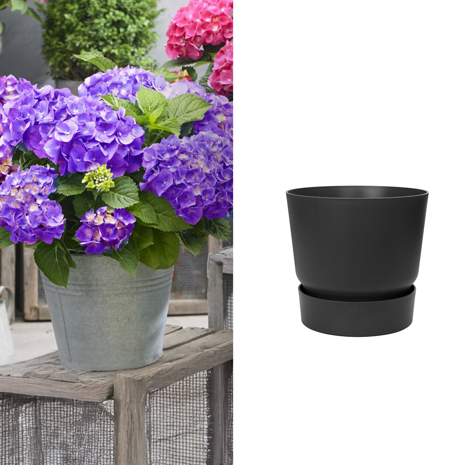 Kategorie <b>Produkt ohne Kategoriezuordnung </b> - Zwerg-Hortensie 'Little Purple®' mit Topf schwarz ohne Erde Liefergröße: ,  1 Ballhortensie & 1 Pflanzkübel - Hydrangea macrophylla 'Little Purple' mit Pflanzkübel