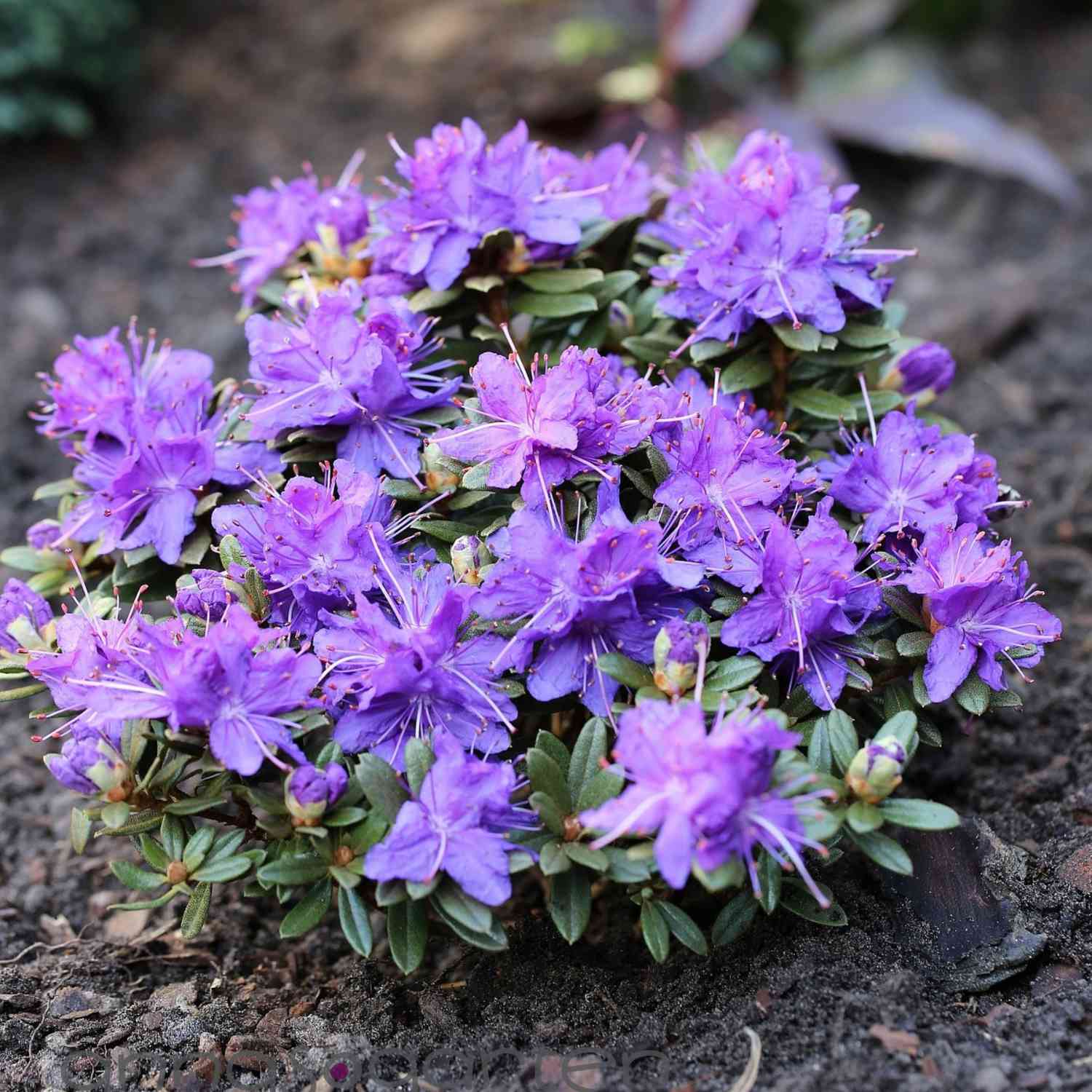 Rhododendron 'Azurika'