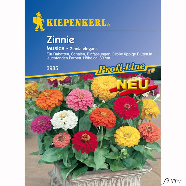 Zinnie 'Musica' (Mischung) Lieferform: Portionssaatgut