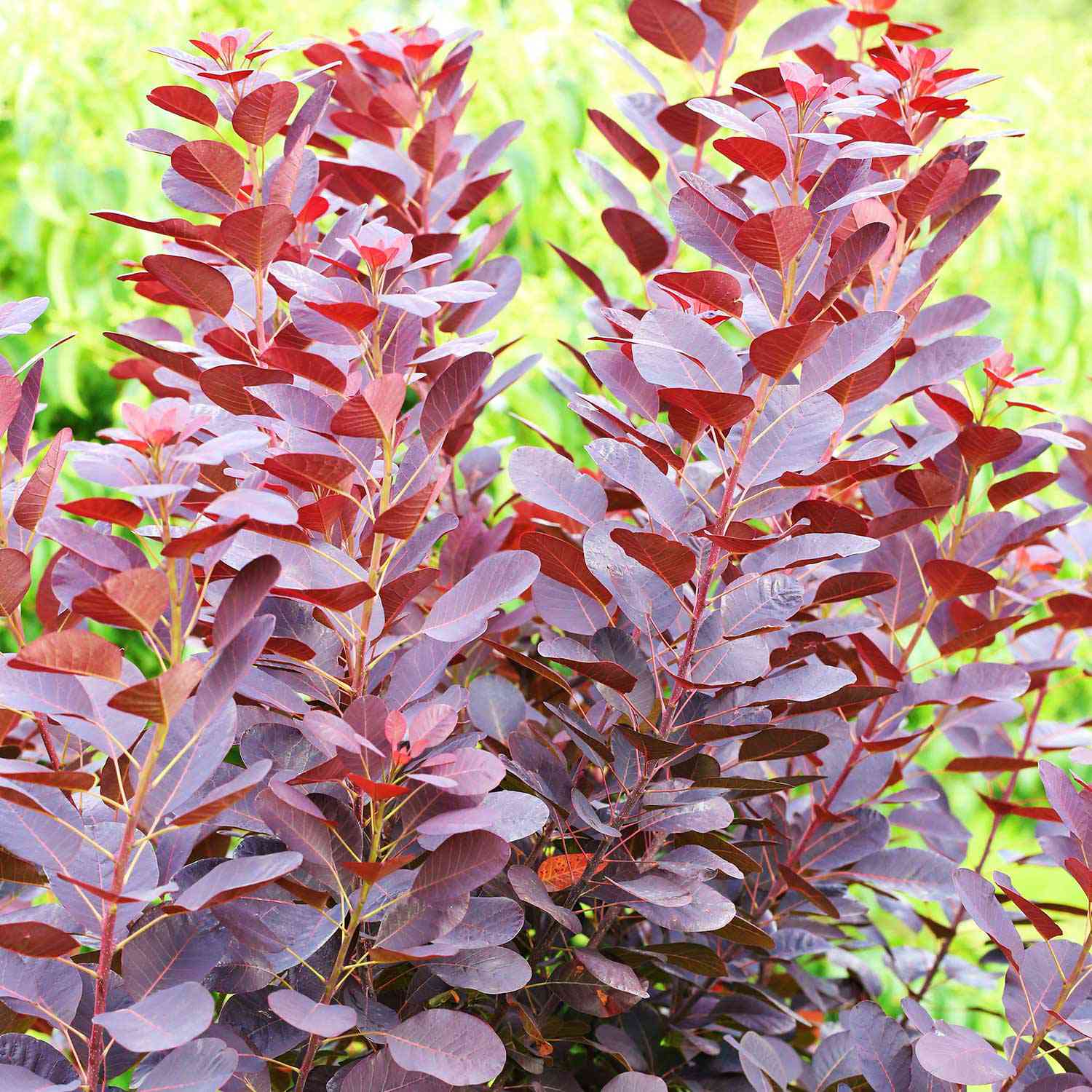 Perückenstrauch 'Royal Purple'