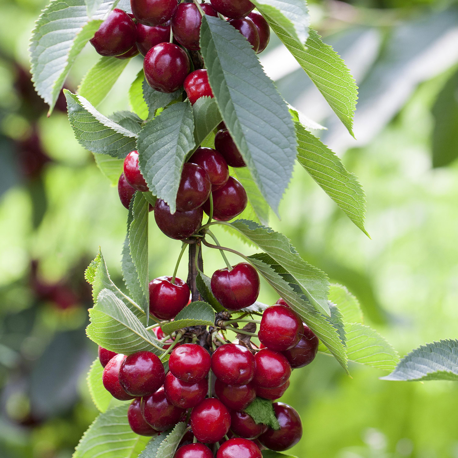 Obst - Säulen-Süßkirsche 'Victoria' Liefergröße: 80 - 100 cm - Prunus Avium 'Victoria'