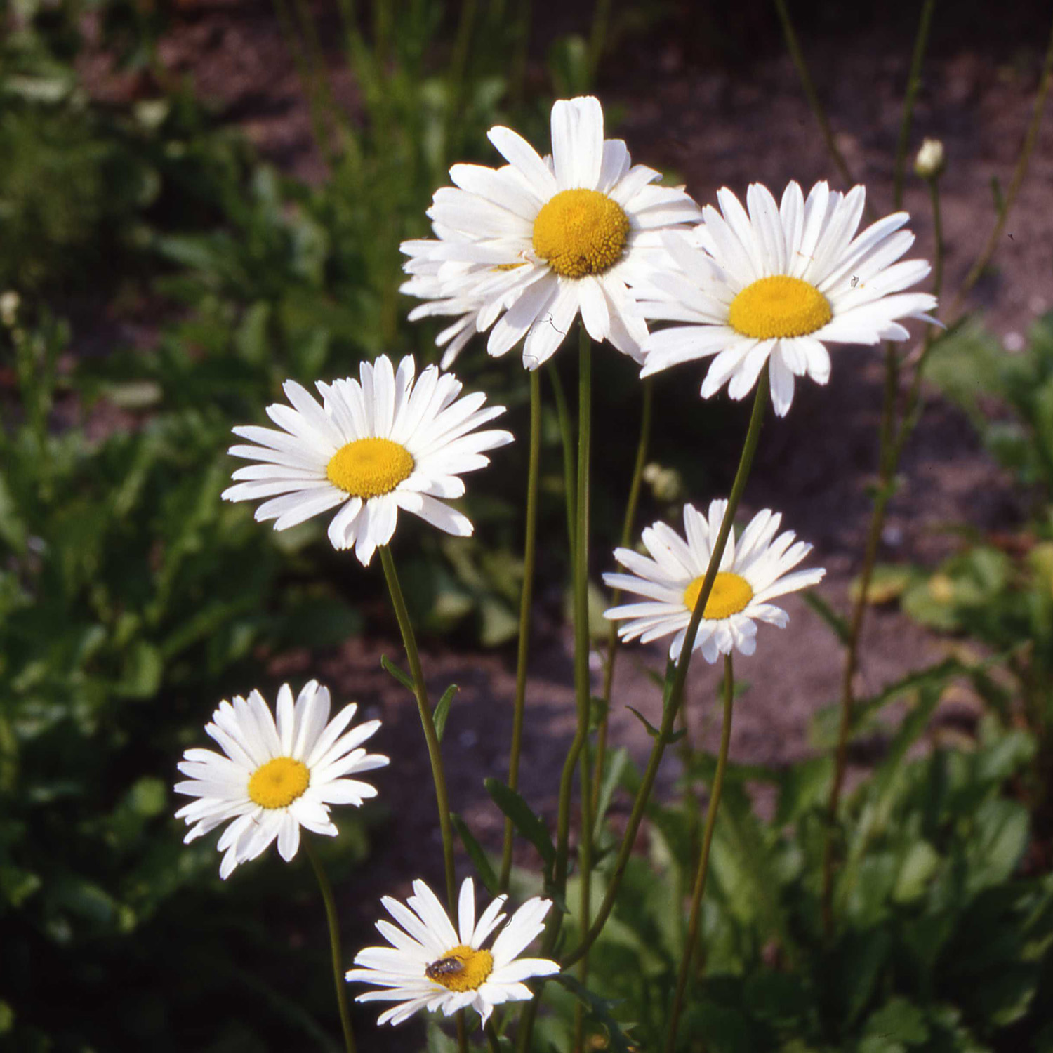 Kleine Margerite 'May Queen' Lieferform: Im 9 cm Topf