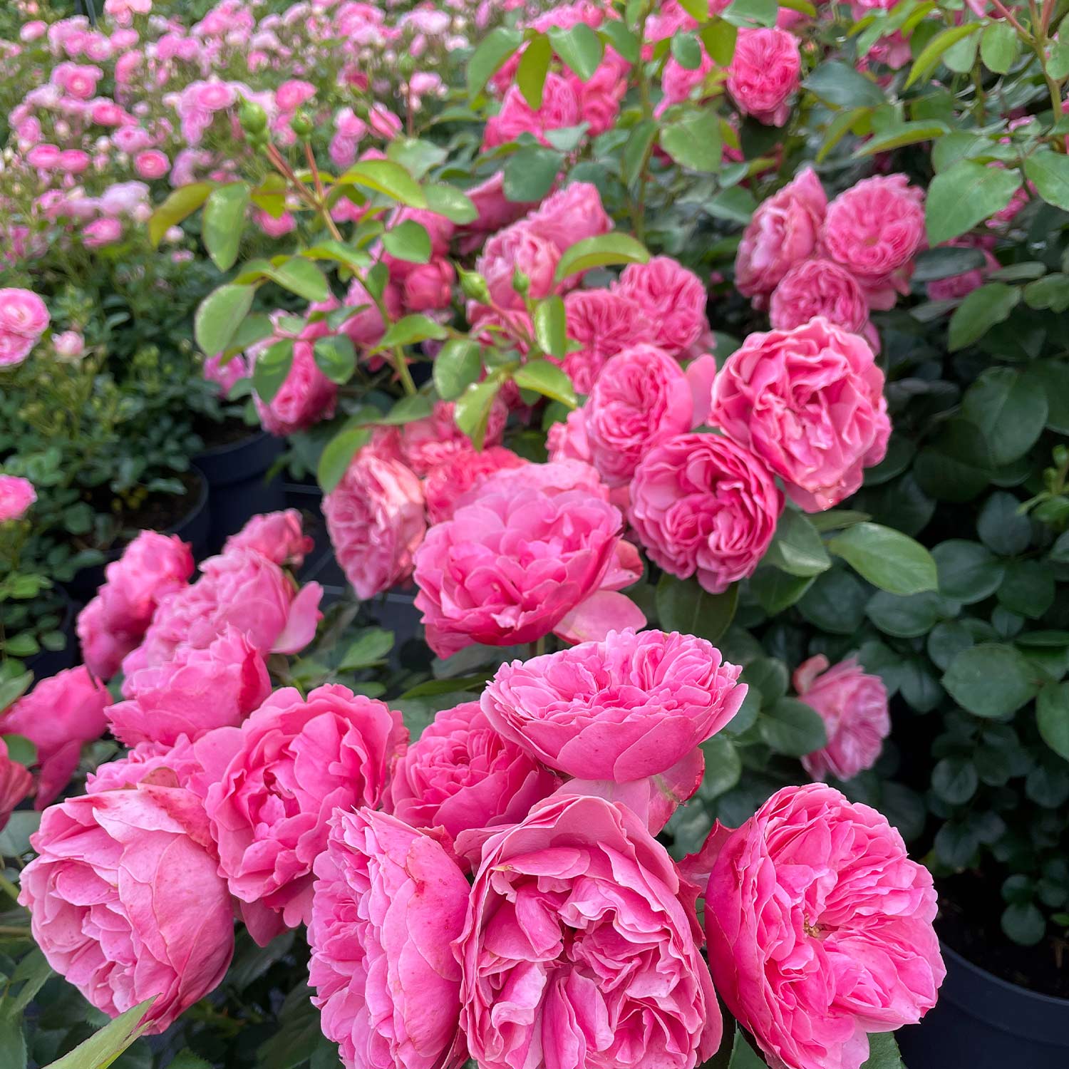 Nostalgische Rose 'Leonardo Da Vinci®', 5 - 7,5 Liter, Stammhöhe 60cm Liefergröße: Stammhöhe 60cm