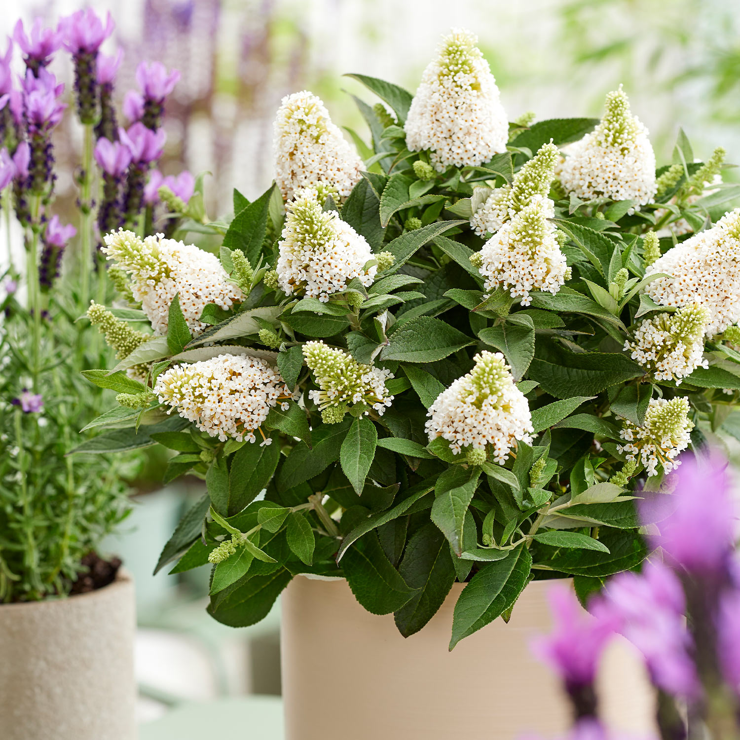 Zwerg-Sommerflieder 'Little Rockstars® White'
