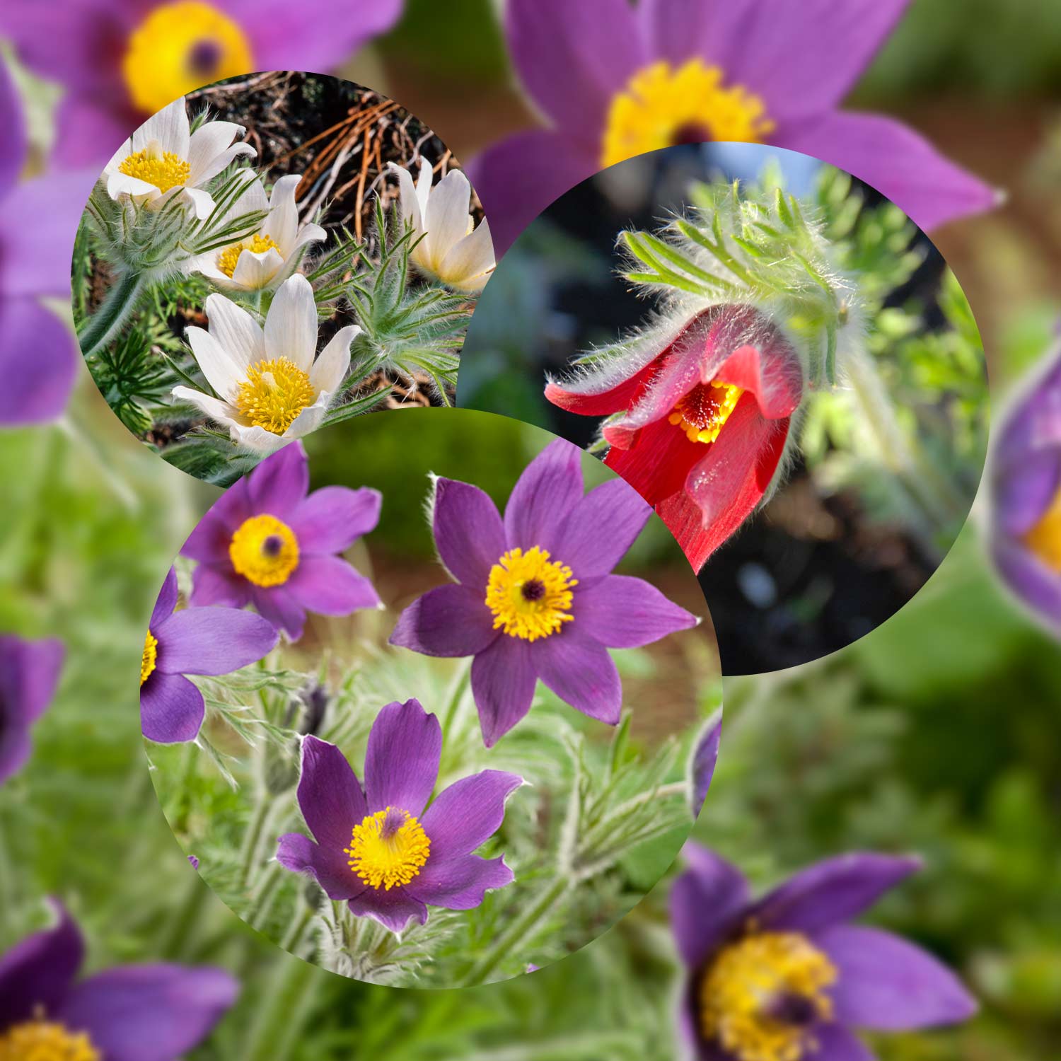 Kategorie <b>Stauden </b> - Küchenschellen-Trio Lieferform: Im 1,5 Liter Topf - Pulsatilla vulgaris