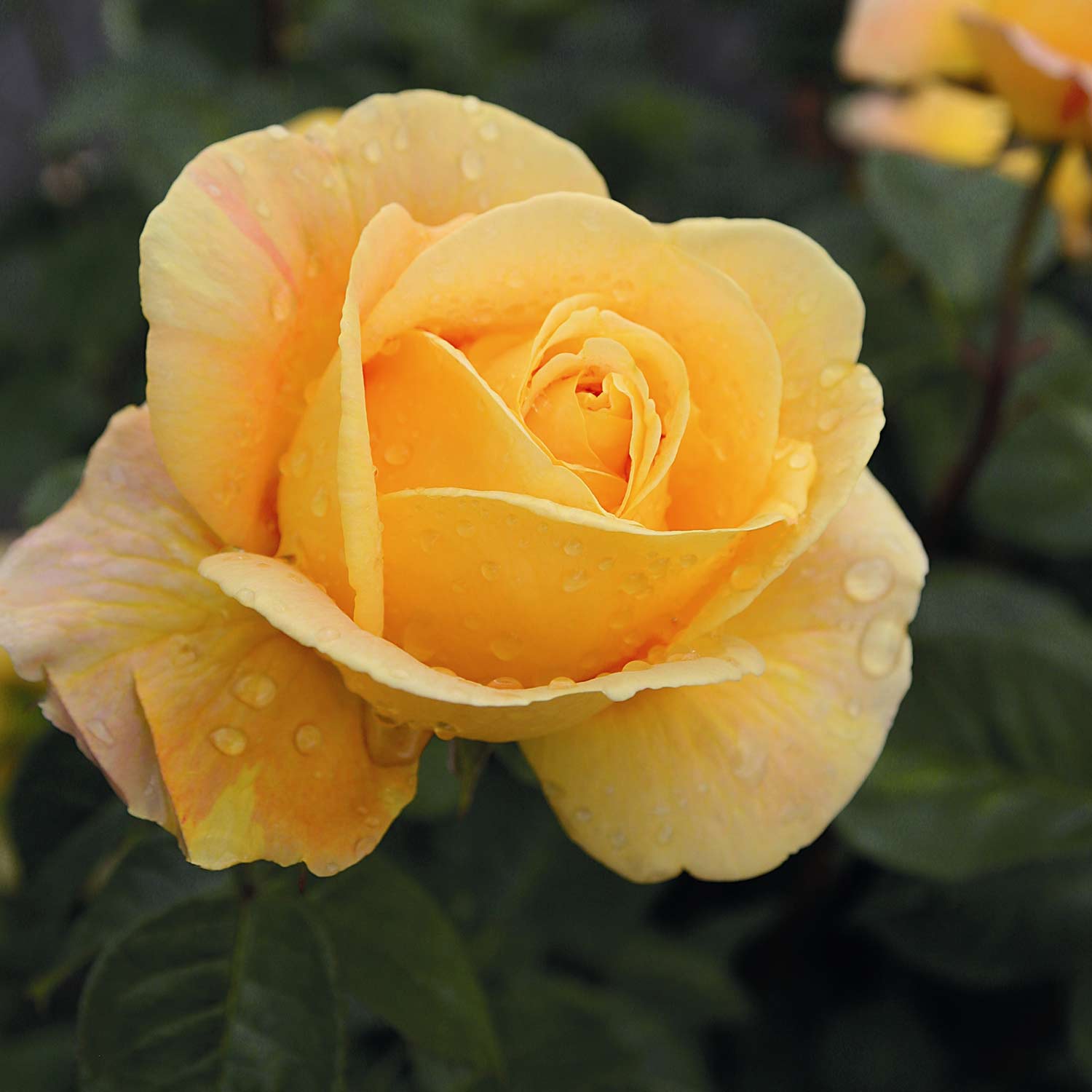 Edelrose 'Candlelight®' Wurzelnackte Pflanze Liefergröße: mind. 3 starke Triebe