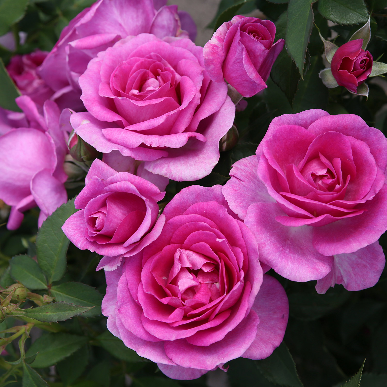 Beetrose 'Clivia' Beetrose 'Clivia'