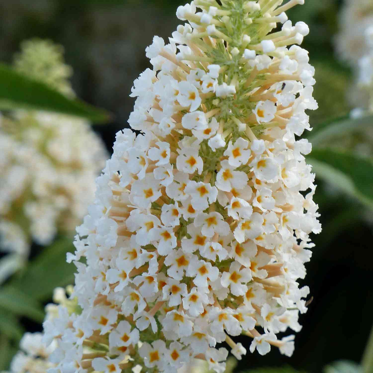 Zwerg-Schmetterlingsflieder 'BUZZ Ivory'